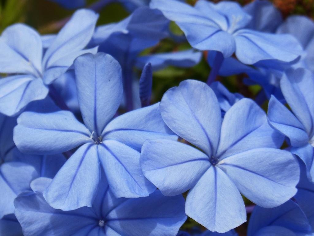 High resolution Blue Flower hd 1024x768 background ID:289652 for PC