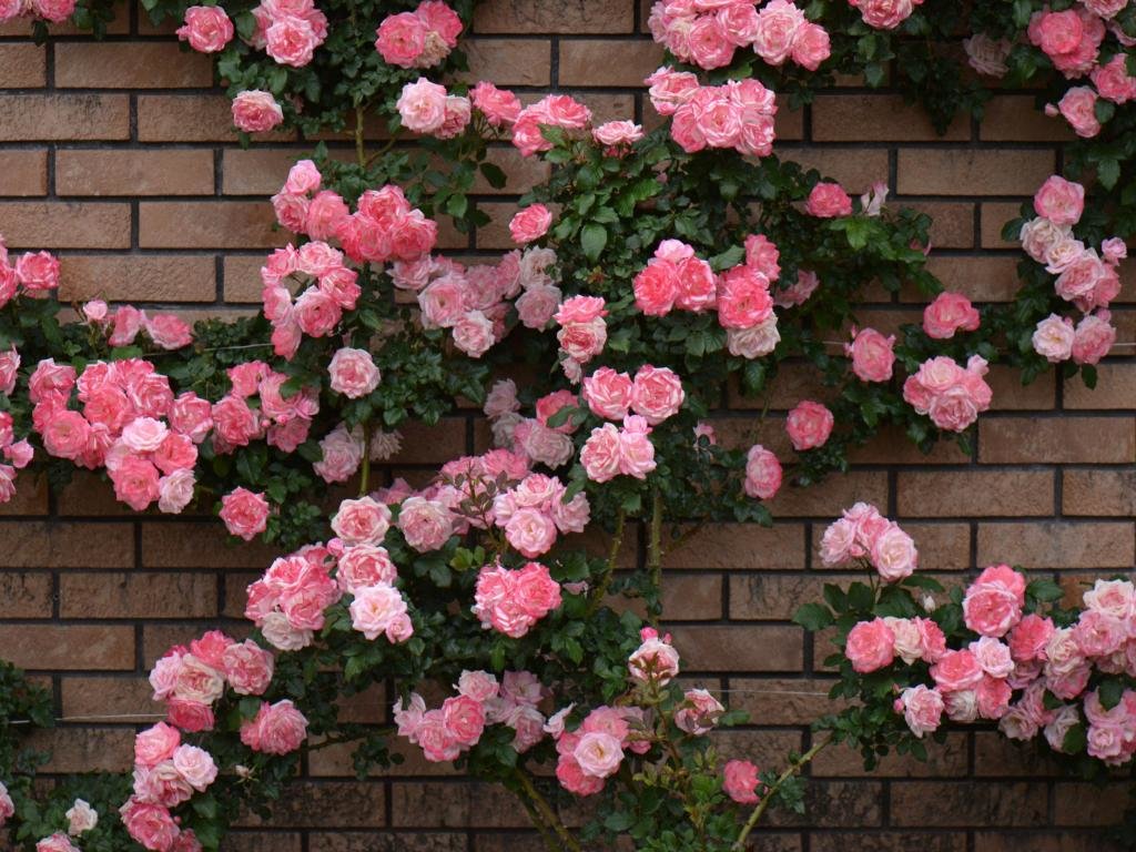 Free Rose Bush high quality background ID:125591 for hd 1024x768 computer