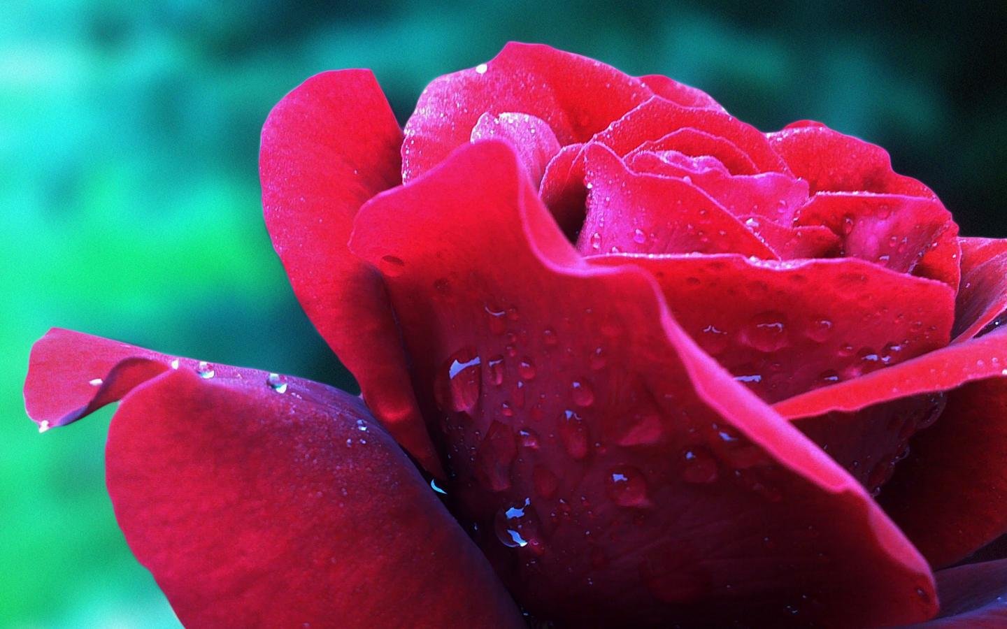 Download hd 1440x900 Rose PC wallpaper ID:473357 for free