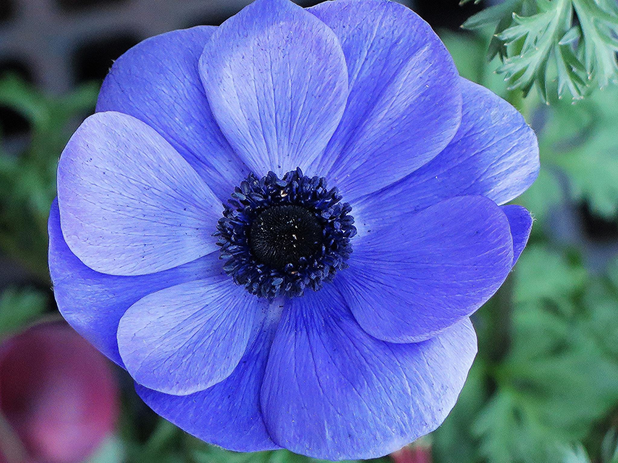 Best Blue Flower background ID:289650 for High Resolution hd 2048x1536 computer