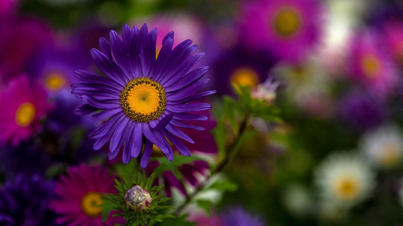 Download 1366x768 laptop Daisy PC wallpaper ID:363319 for free