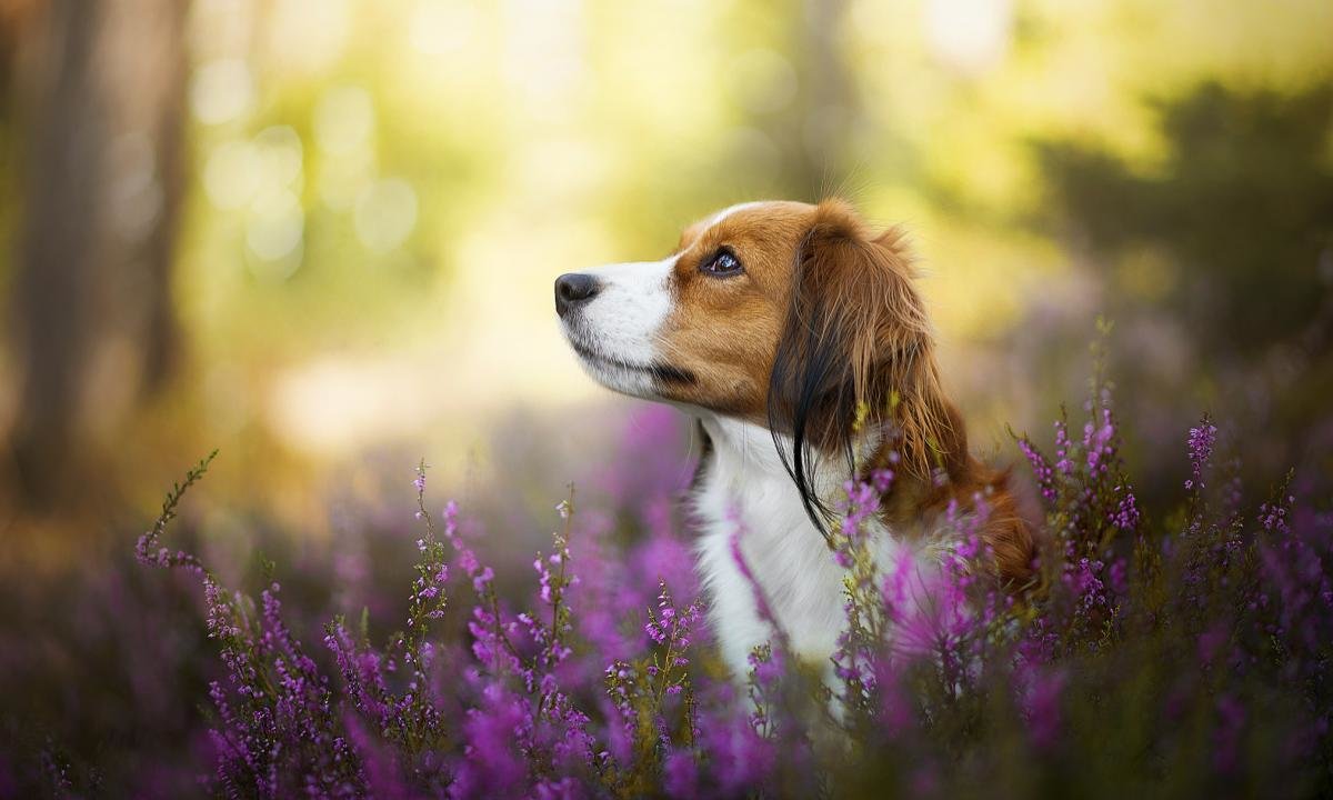 Best Dog wallpaper ID:309113 for High Resolution hd 1200x720 PC