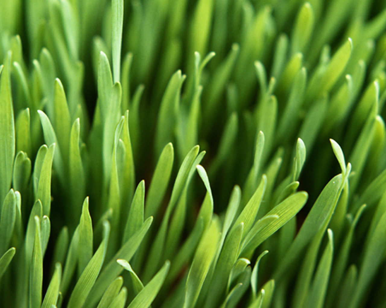 Free download Grass background ID:378062 hd 1280x1024 for PC