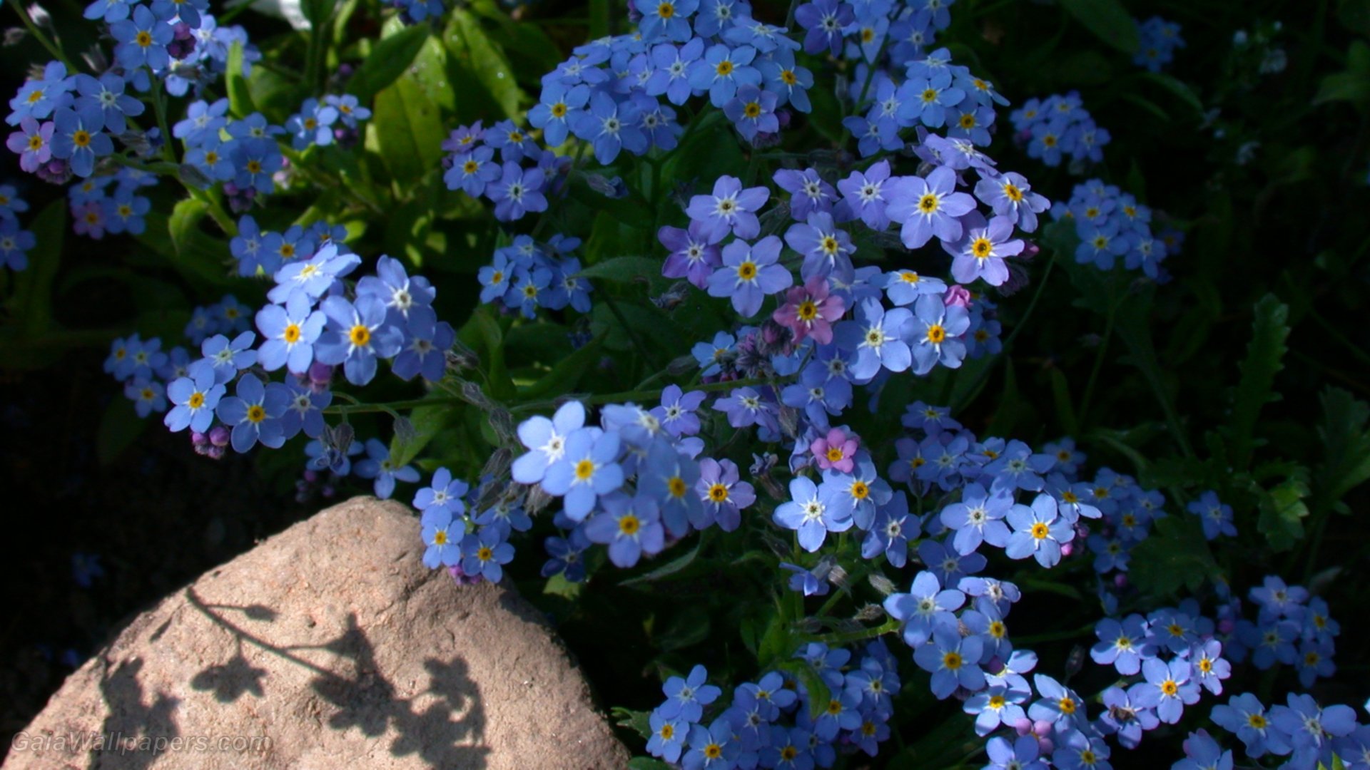 Awesome Forget-Me-Not free background ID:64162 for full hd 1080p PC