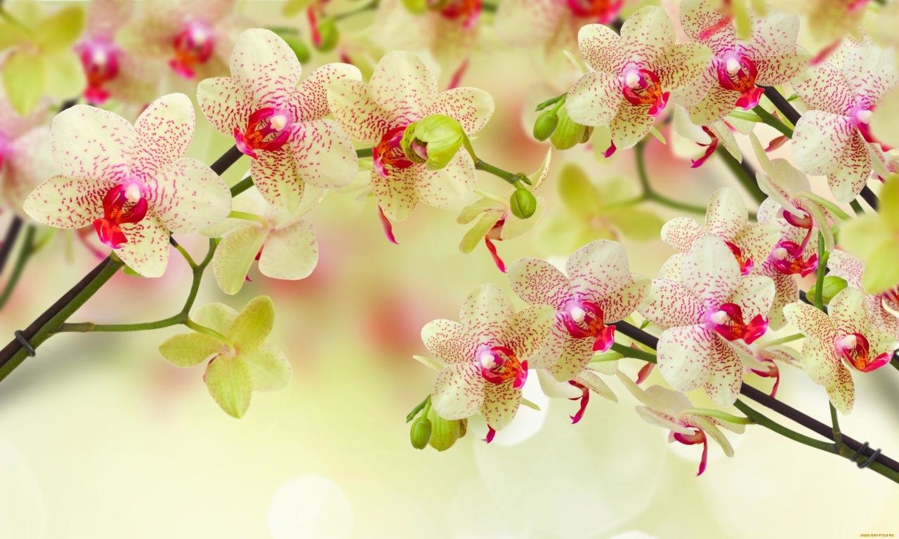 Awesome Orchid free wallpaper ID:449472 for hd 1280x768 PC