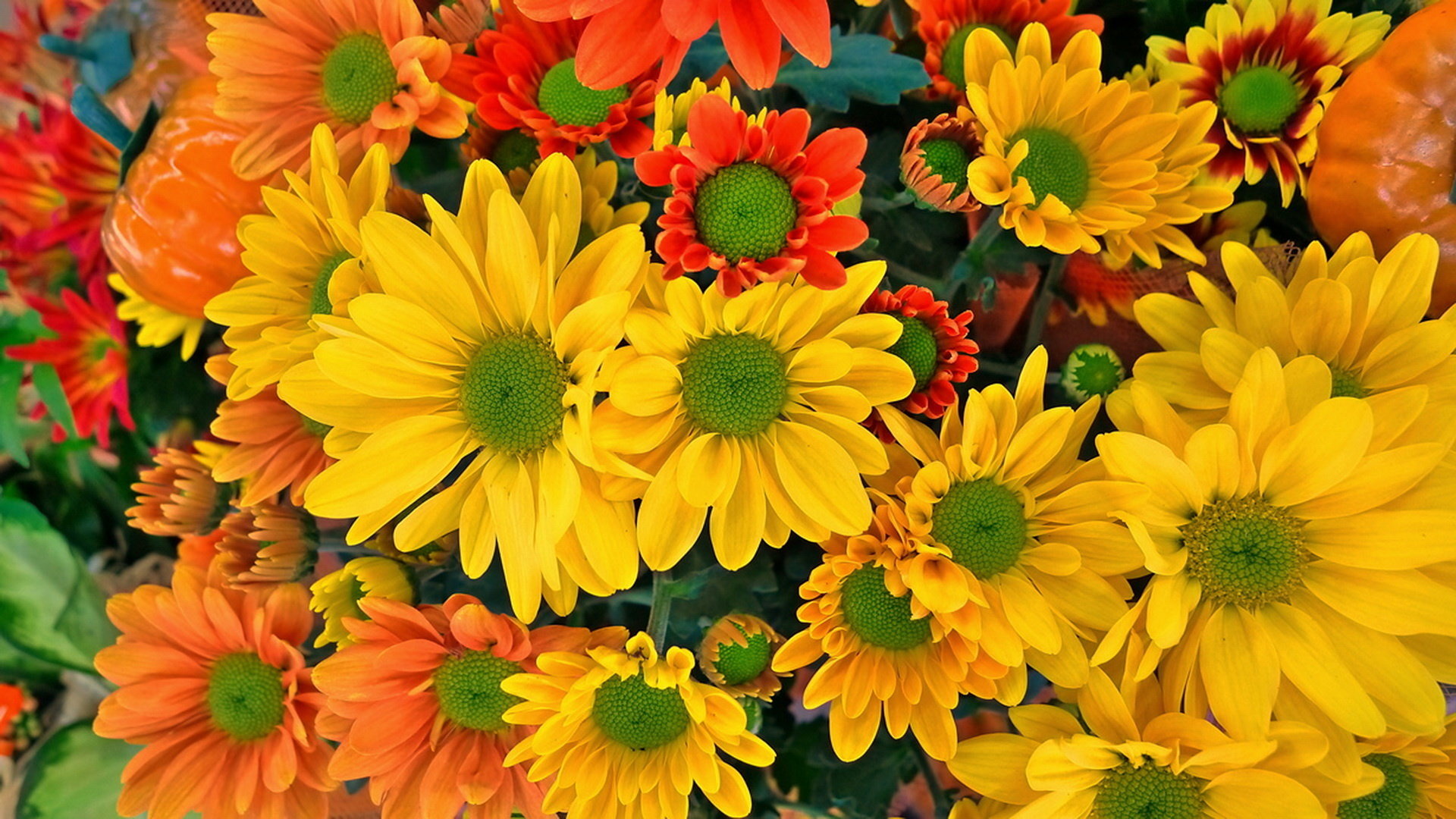 Download full hd Chrysanthemum desktop background ID:458383 for free
