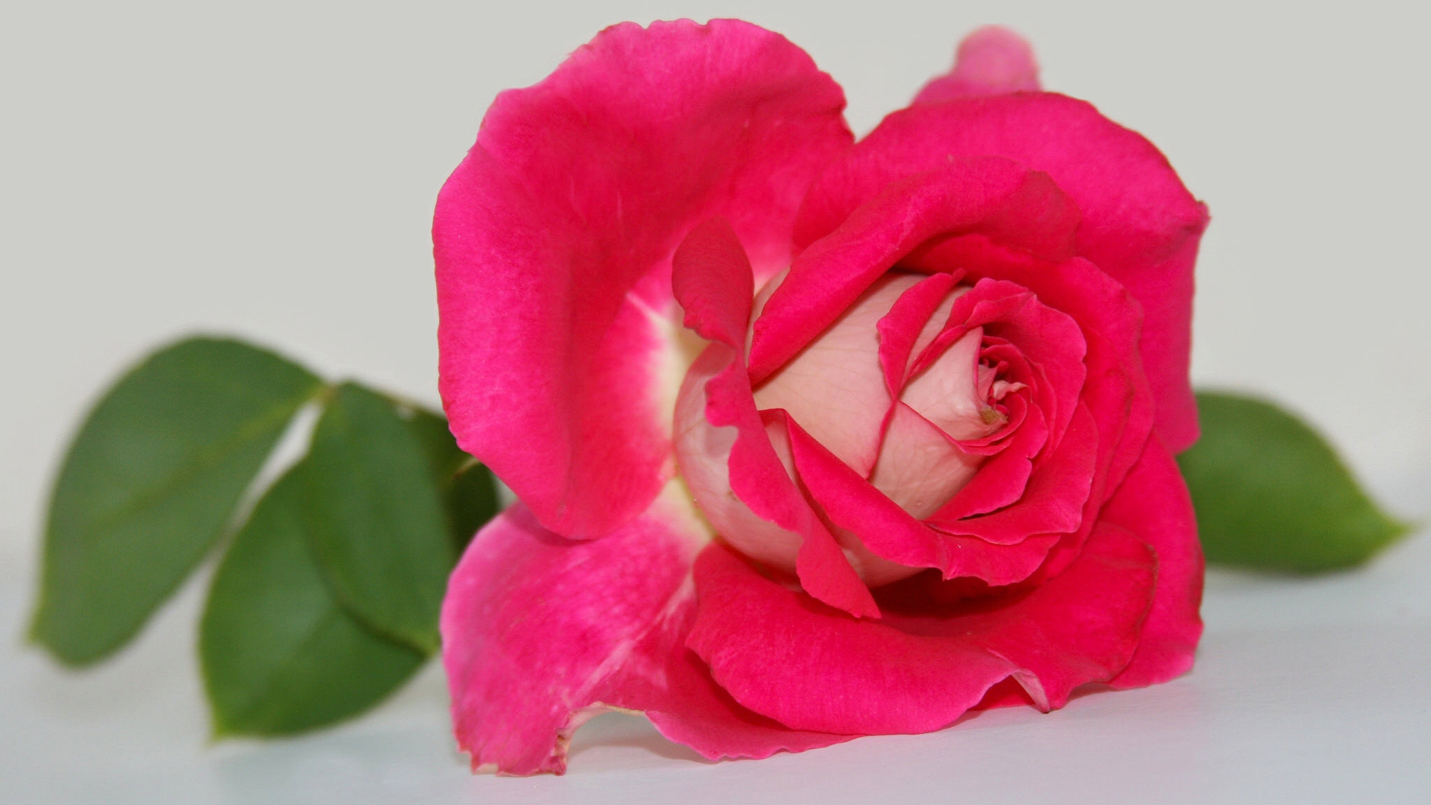 Best Rose background ID:472668 for High Resolution hd 2048x1152 PC