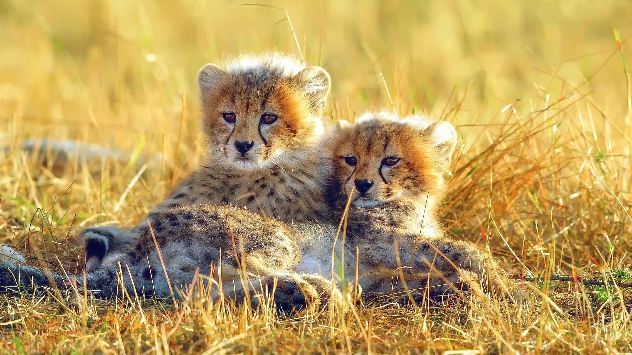 Awesome Baby Animal (cub) free background ID:161727 for hd 2048x1152 computer
