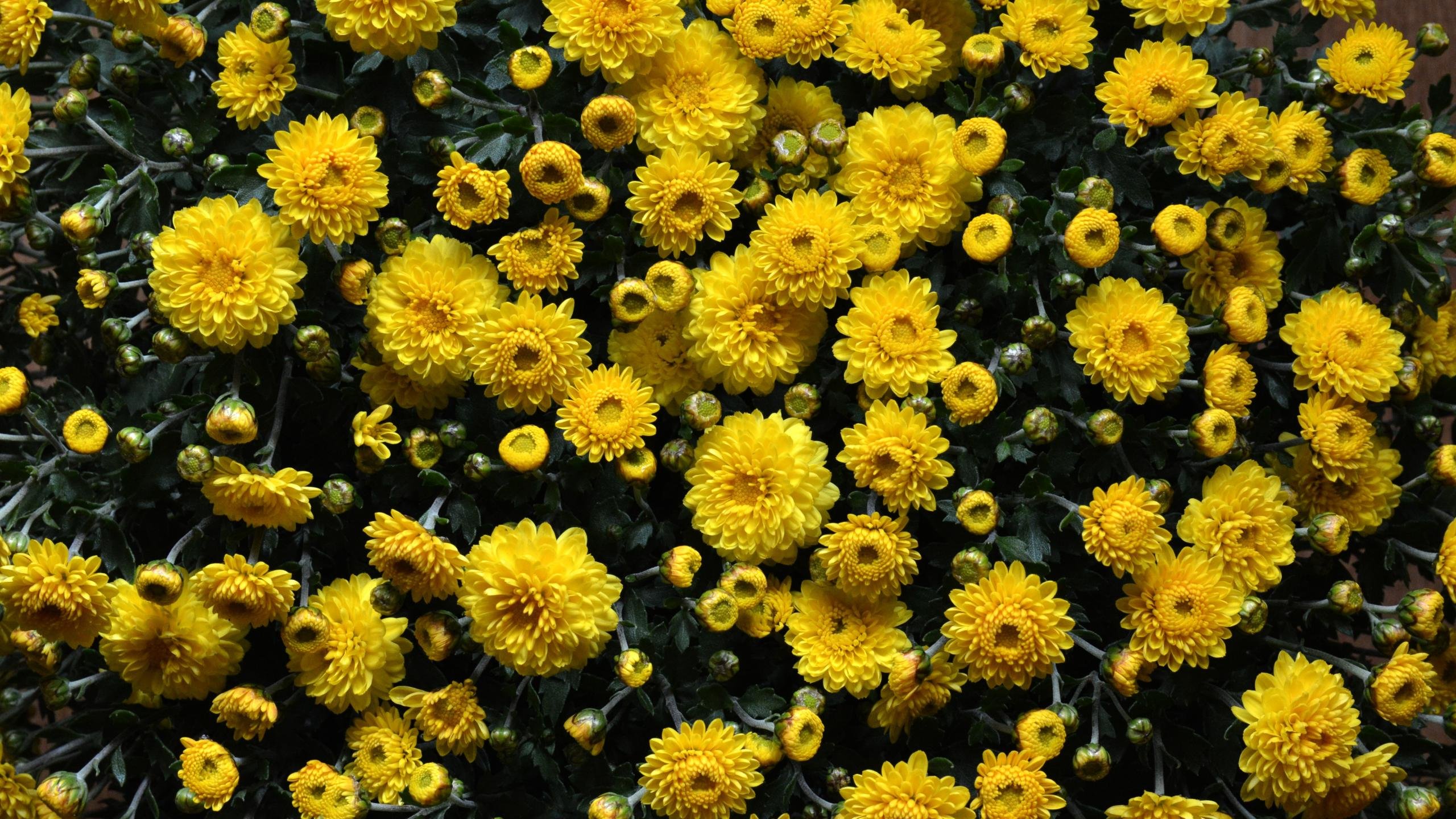 Awesome Chrysanthemum free background ID:458403 for hd 2560x1440 computer