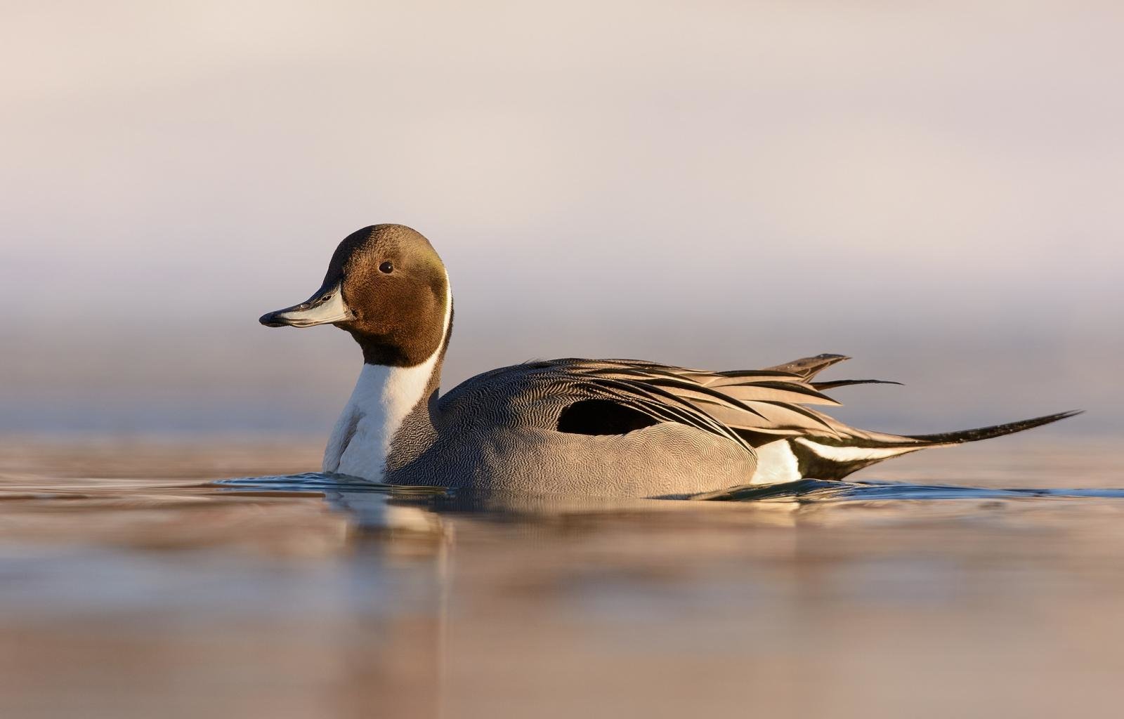Free download Duck wallpaper ID:290350 hd 1600x1024 for computer