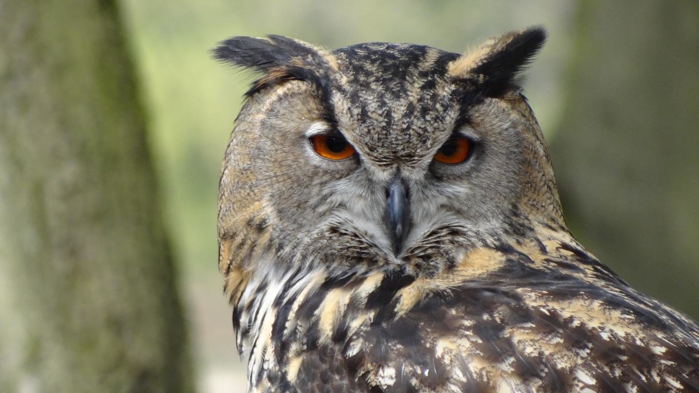 Best Owl wallpaper ID:237413 for High Resolution 1366x768 laptop PC
