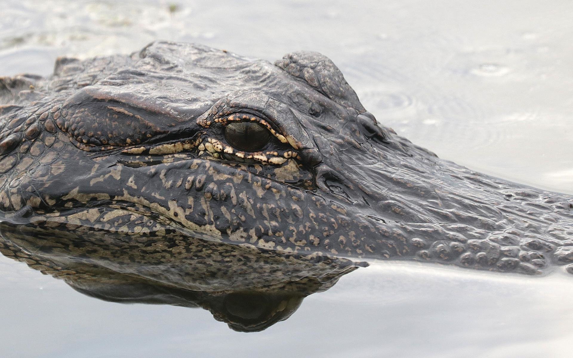 Awesome Alligator free wallpaper ID:59671 for hd 1920x1200 computer