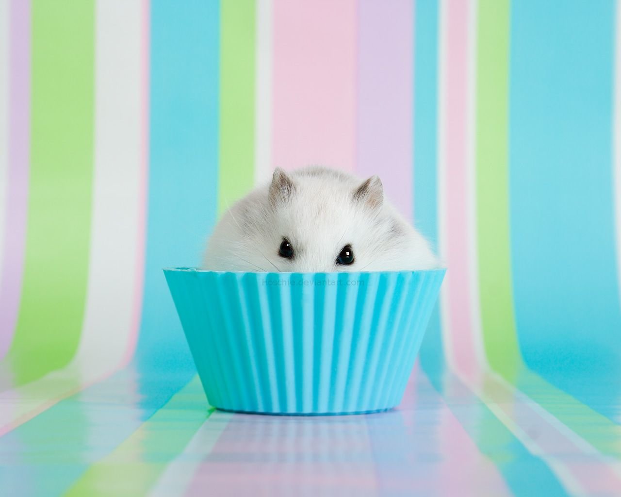 Best Hamster background ID:234036 for High Resolution hd 1280x1024 PC