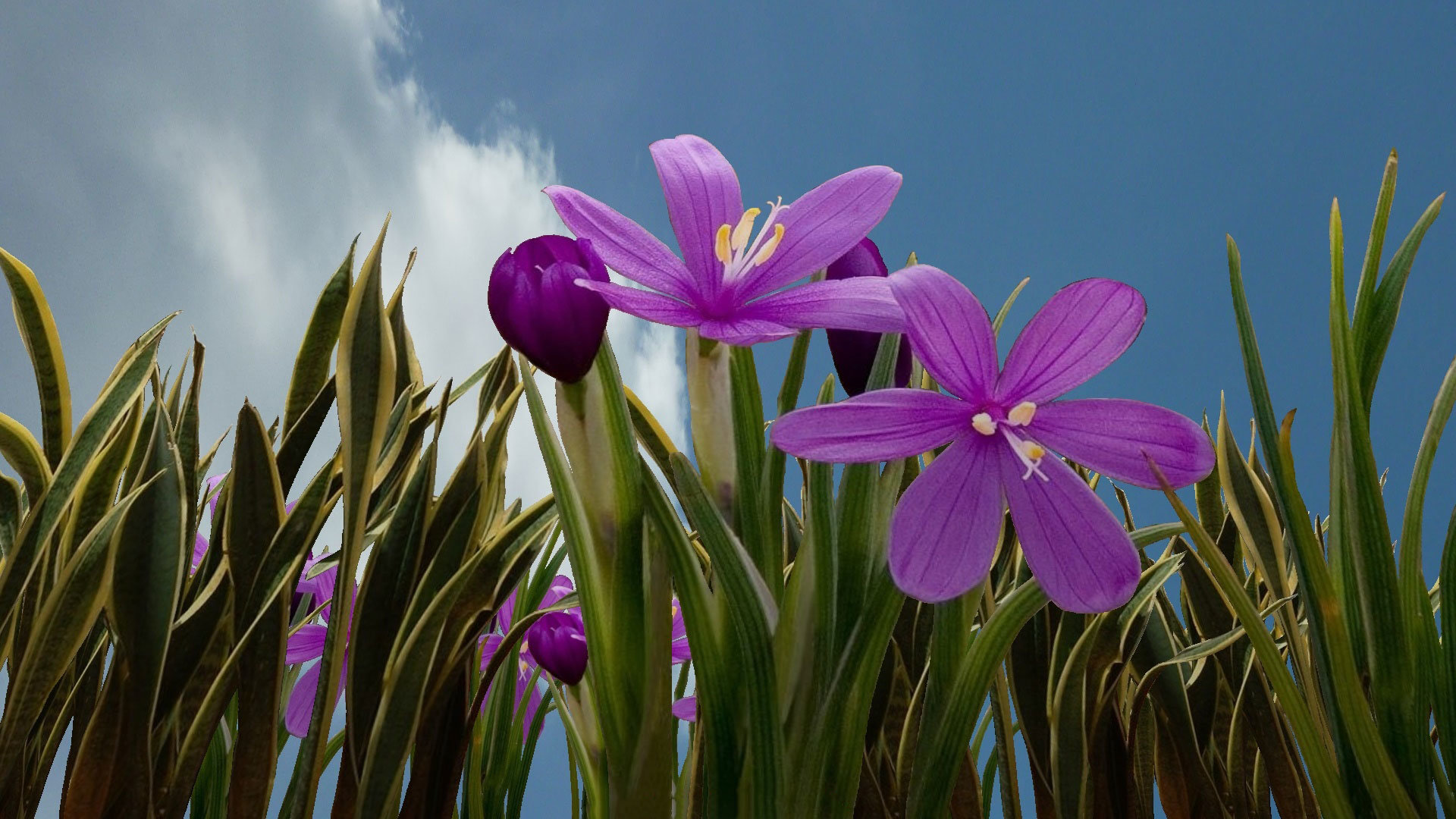 Best Purple Flower wallpaper ID:289635 for High Resolution 1080p PC