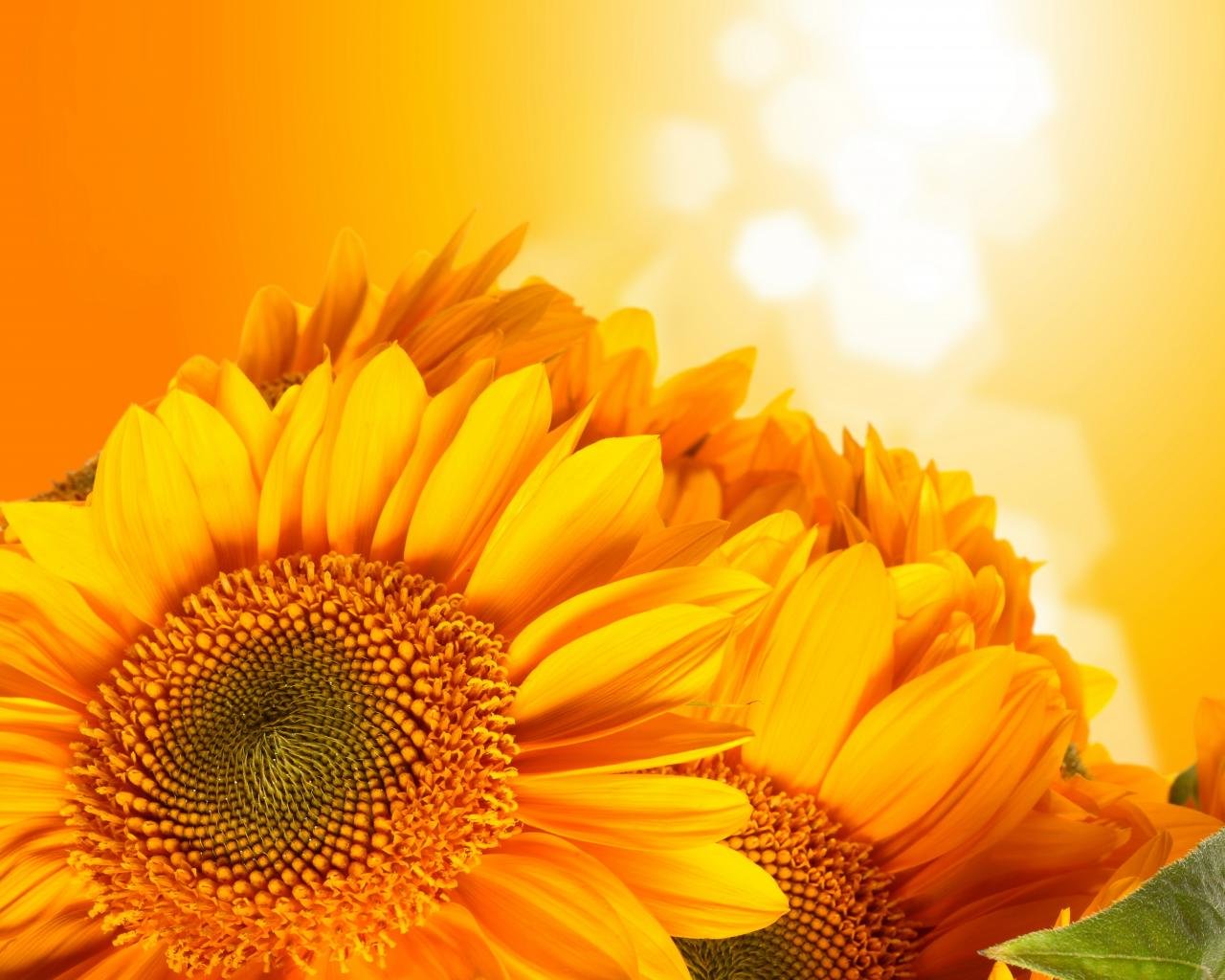Free download Sunflower background ID:226606 hd 1280x1024 for desktop