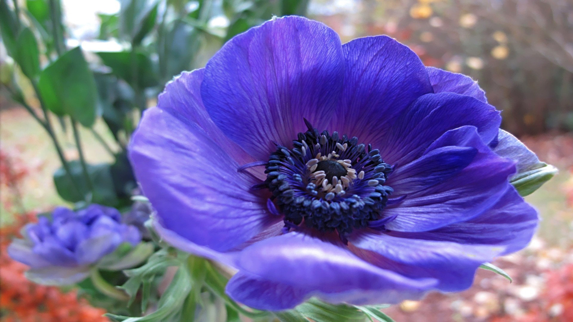 Download full hd 1080p Anemone PC wallpaper ID:451643 for free