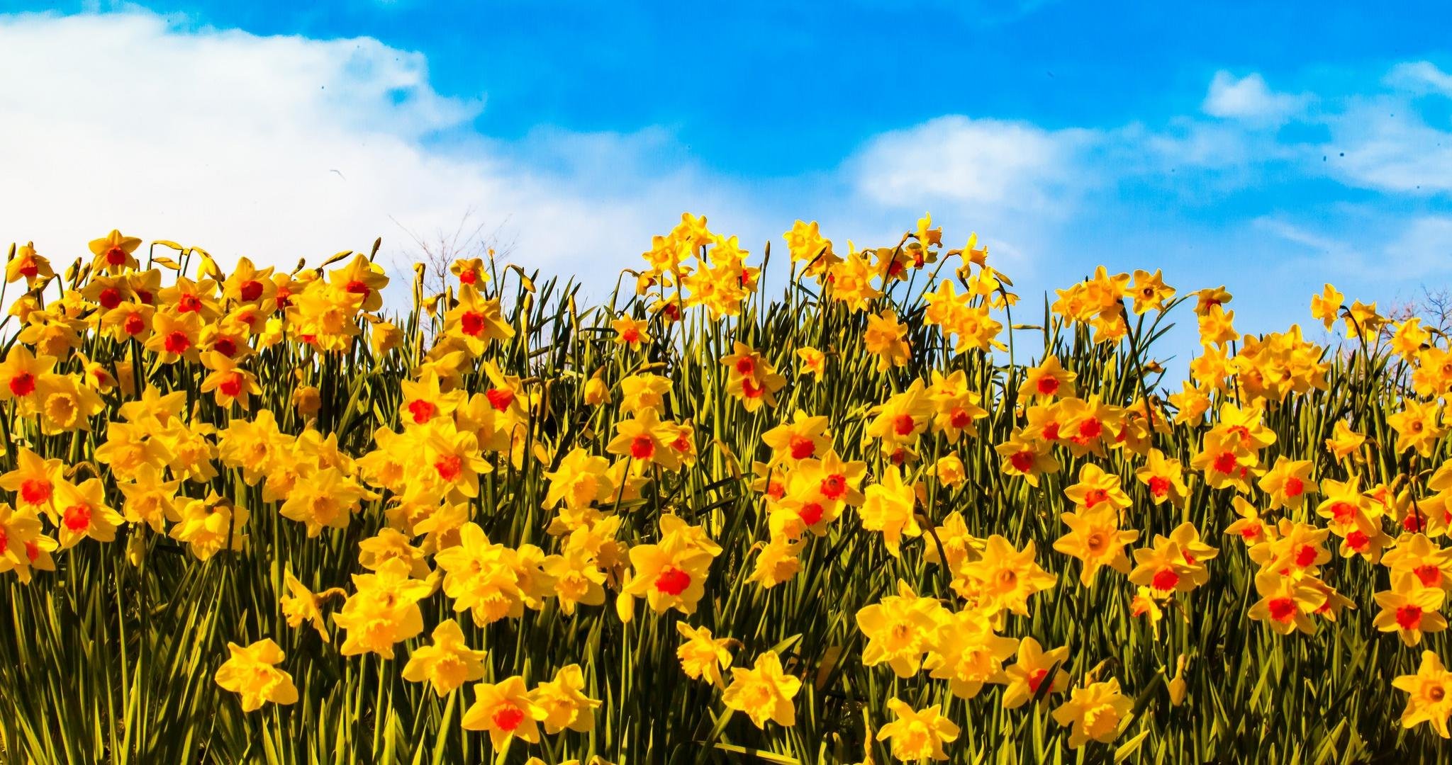 Free download Daffodil wallpaper ID:375631 hd 2048x1080 for PC