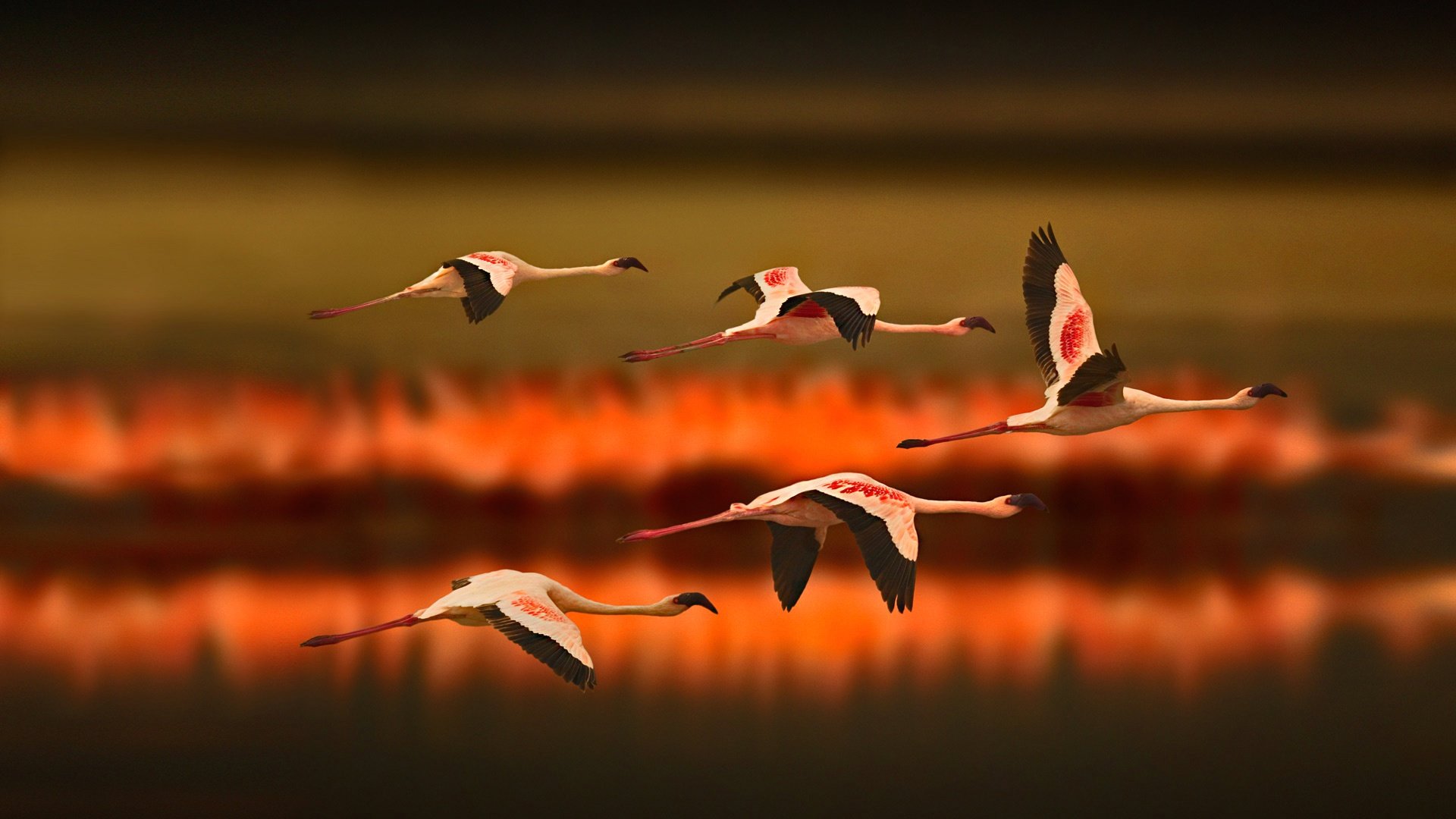 Best Flamingo wallpaper ID:66695 for High Resolution full hd 1920x1080 PC