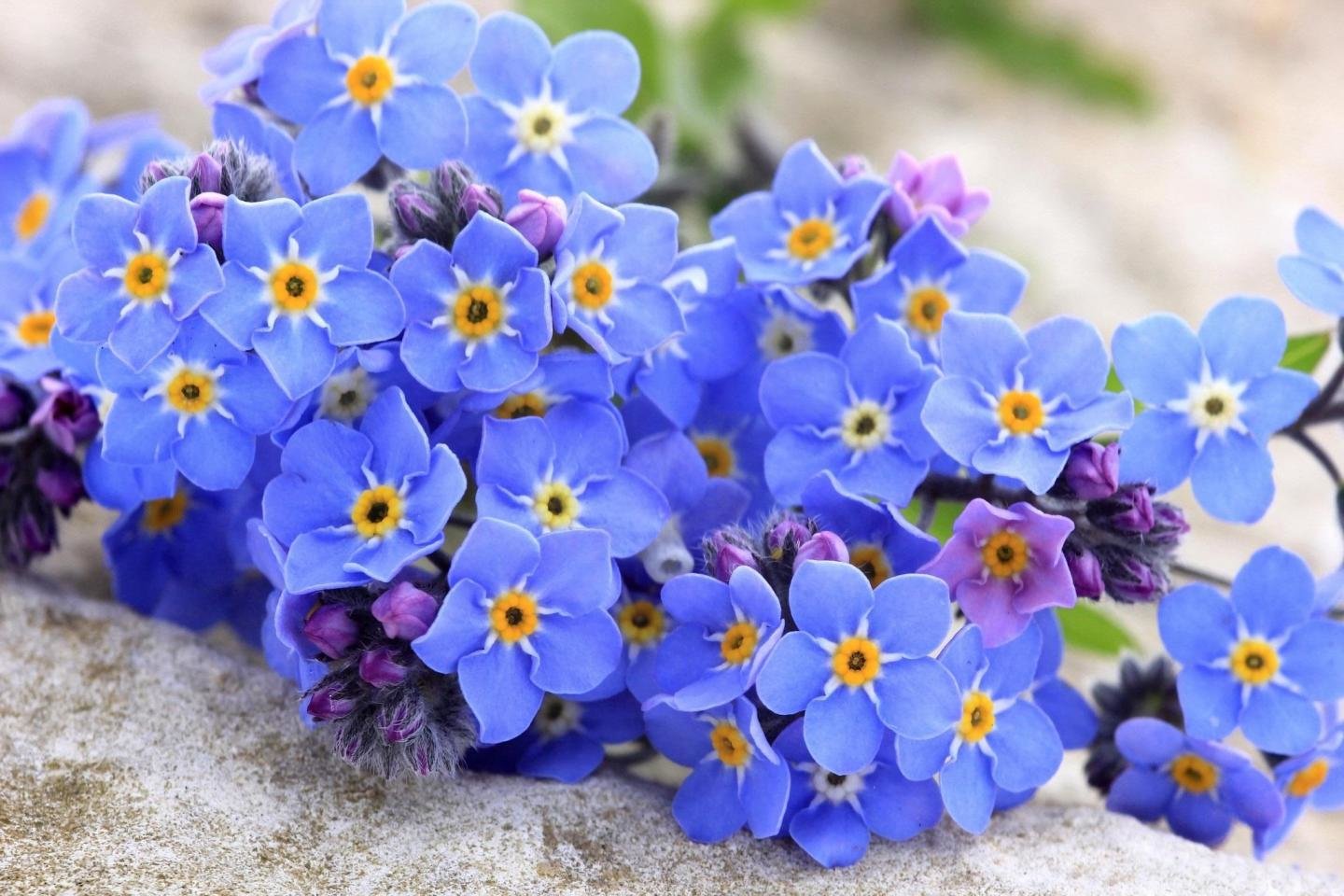 Awesome Forget-Me-Not free wallpaper ID:64161 for hd 1440x960 computer