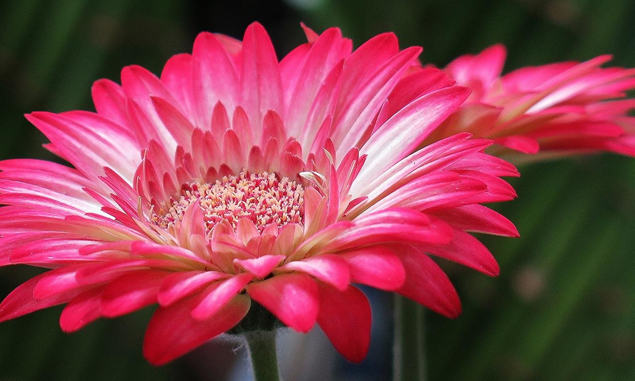 Awesome Gerbera free background ID:119571 for hd 1280x768 PC