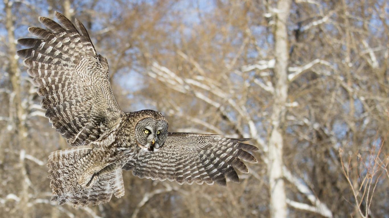 Awesome Owl free background ID:237486 for hd 1366x768 desktop