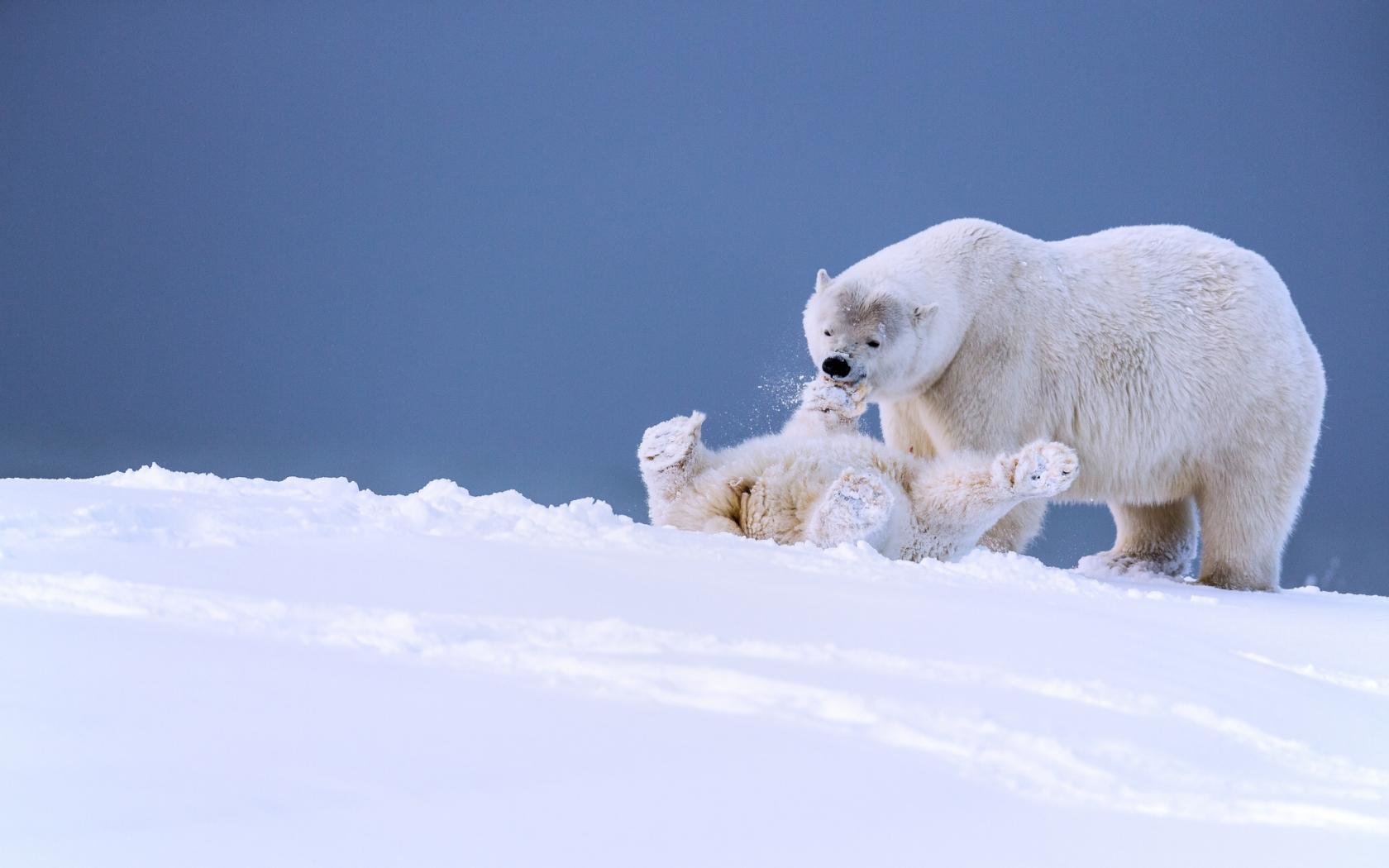 Awesome Polar Bear free background ID:359703 for hd 1680x1050 PC