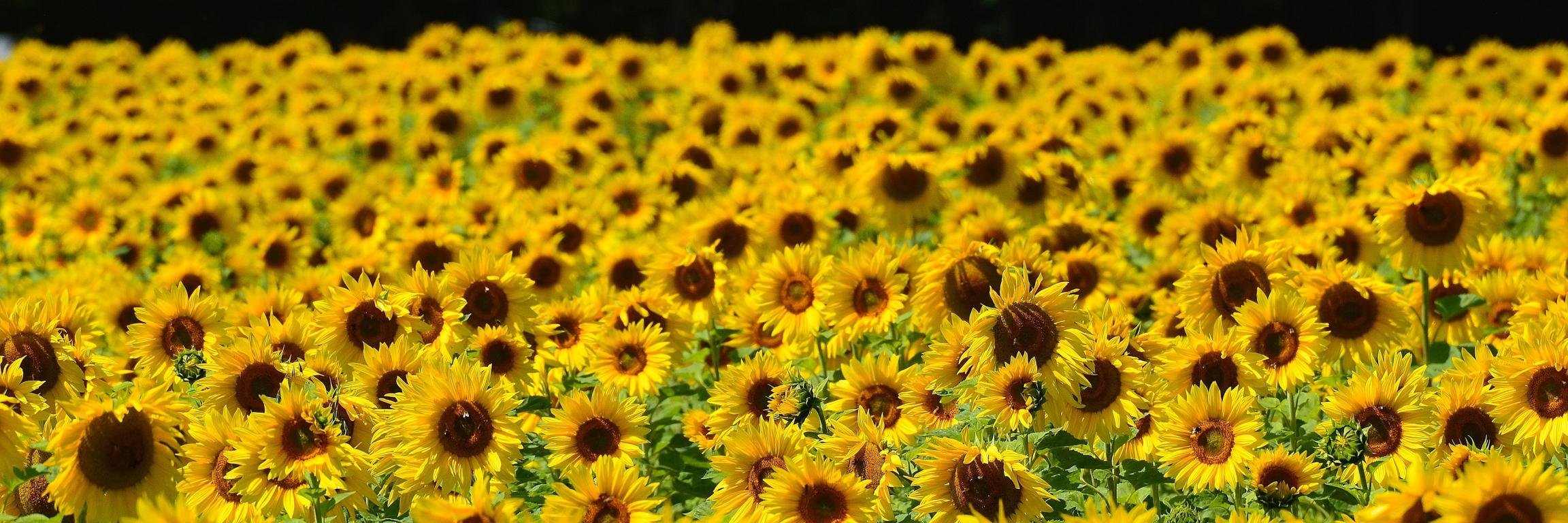 Free Sunflower high quality background ID:226605 for dual monitor 2304x768 computer