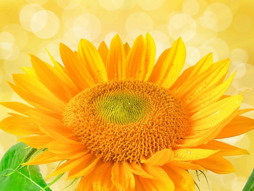 Free Sunflower high quality background ID:226604 for hd 1024x768 computer