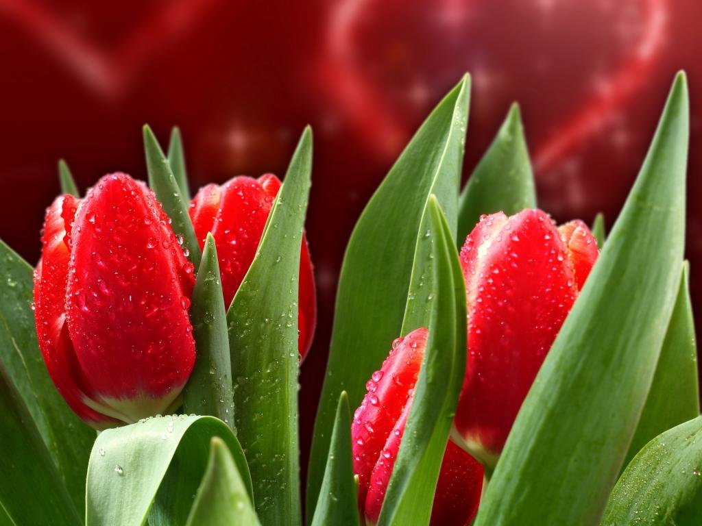 Best Tulip wallpaper ID:157536 for High Resolution hd 1024x768 computer