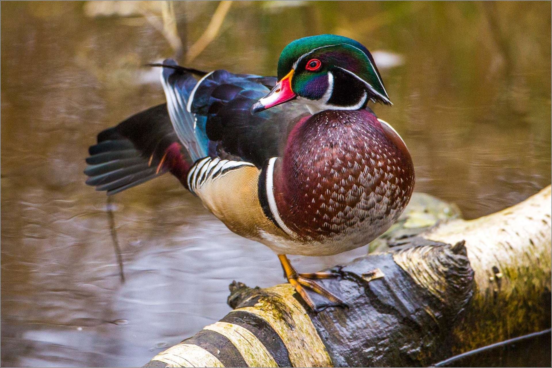 High resolution Wood Duck hd 1920x1280 background ID:186250 for computer