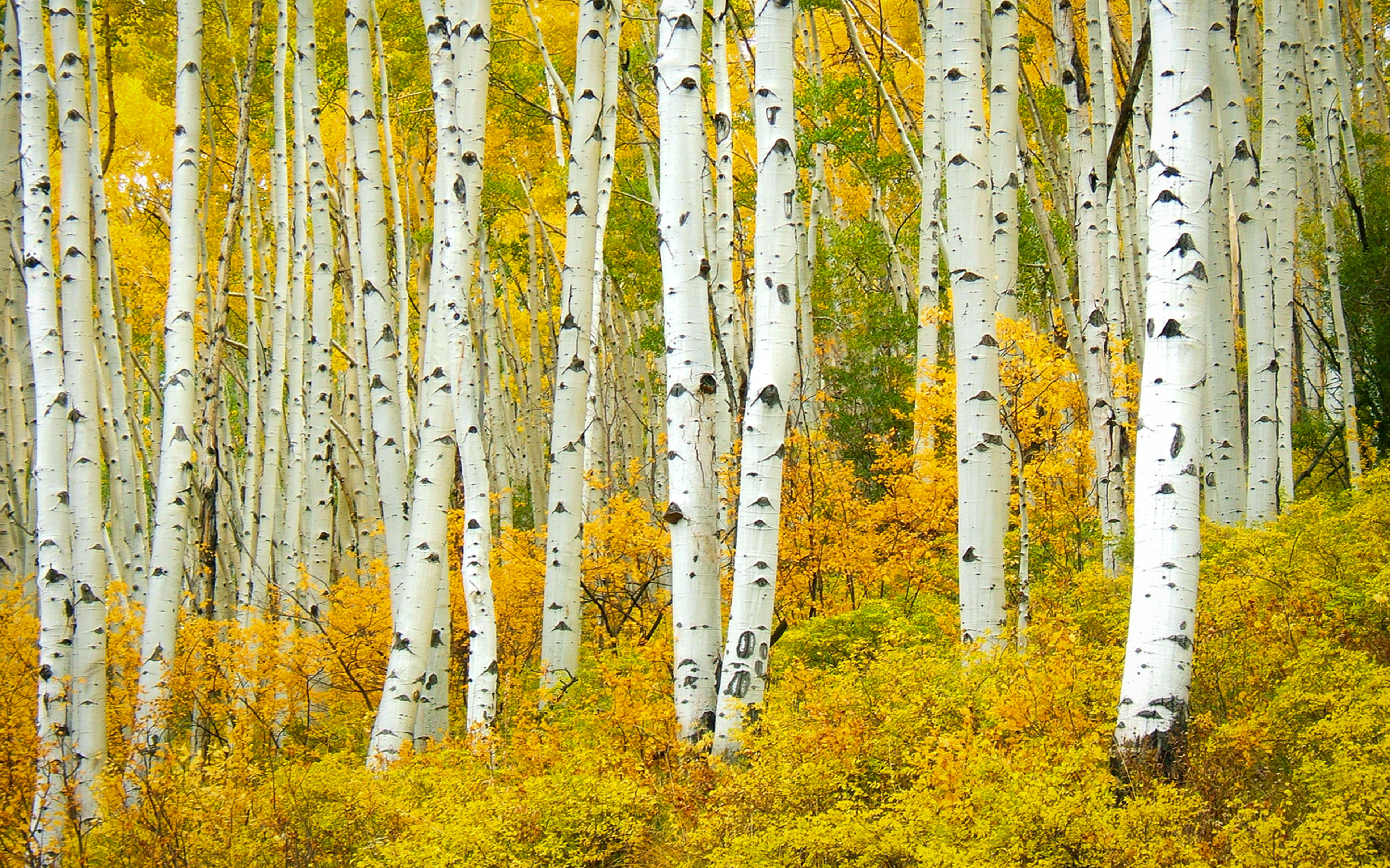 Free download Birch background ID:104983 hd 3840x2400 for PC