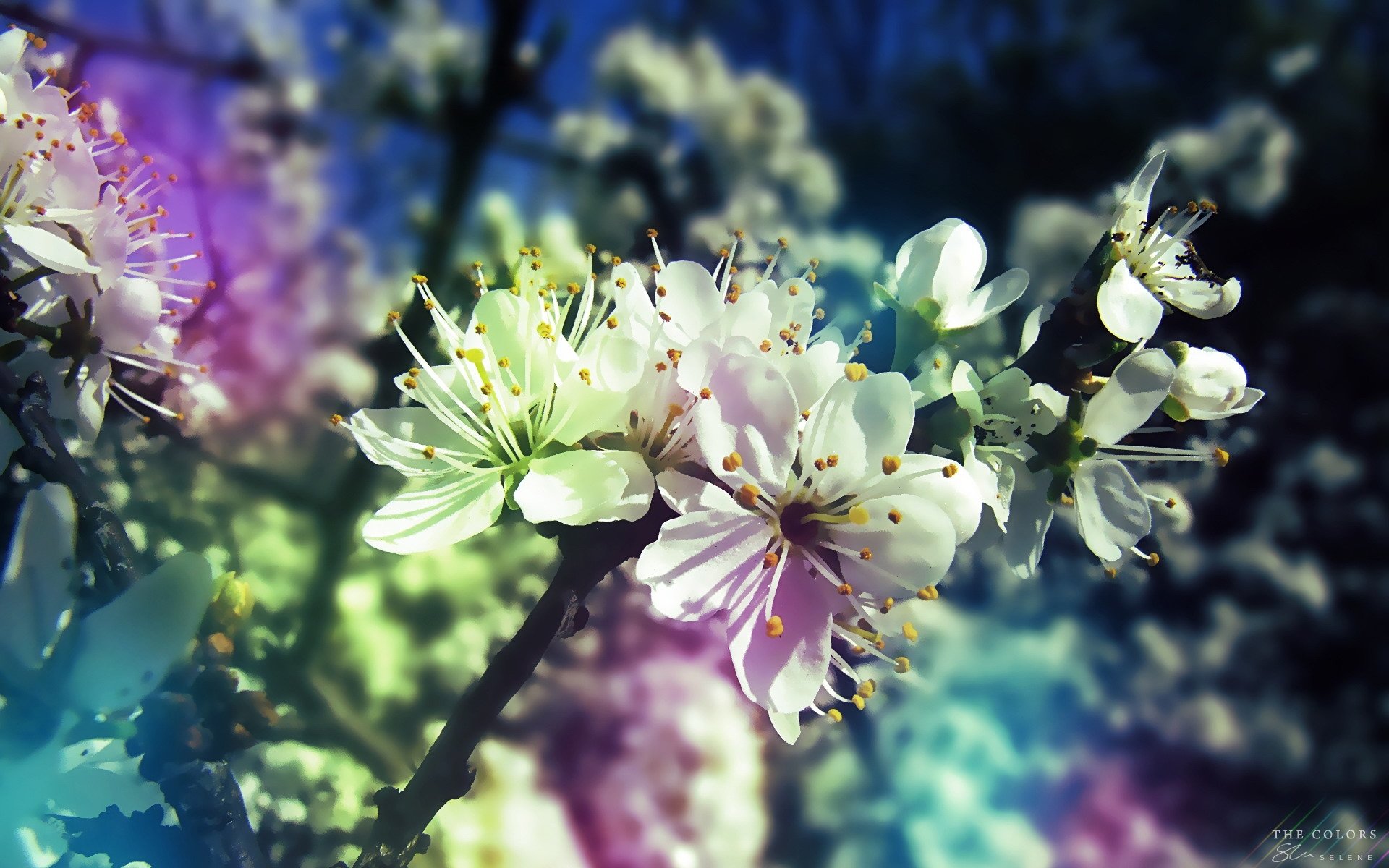Awesome Blossom free background ID:332621 for hd 1920x1200 PC