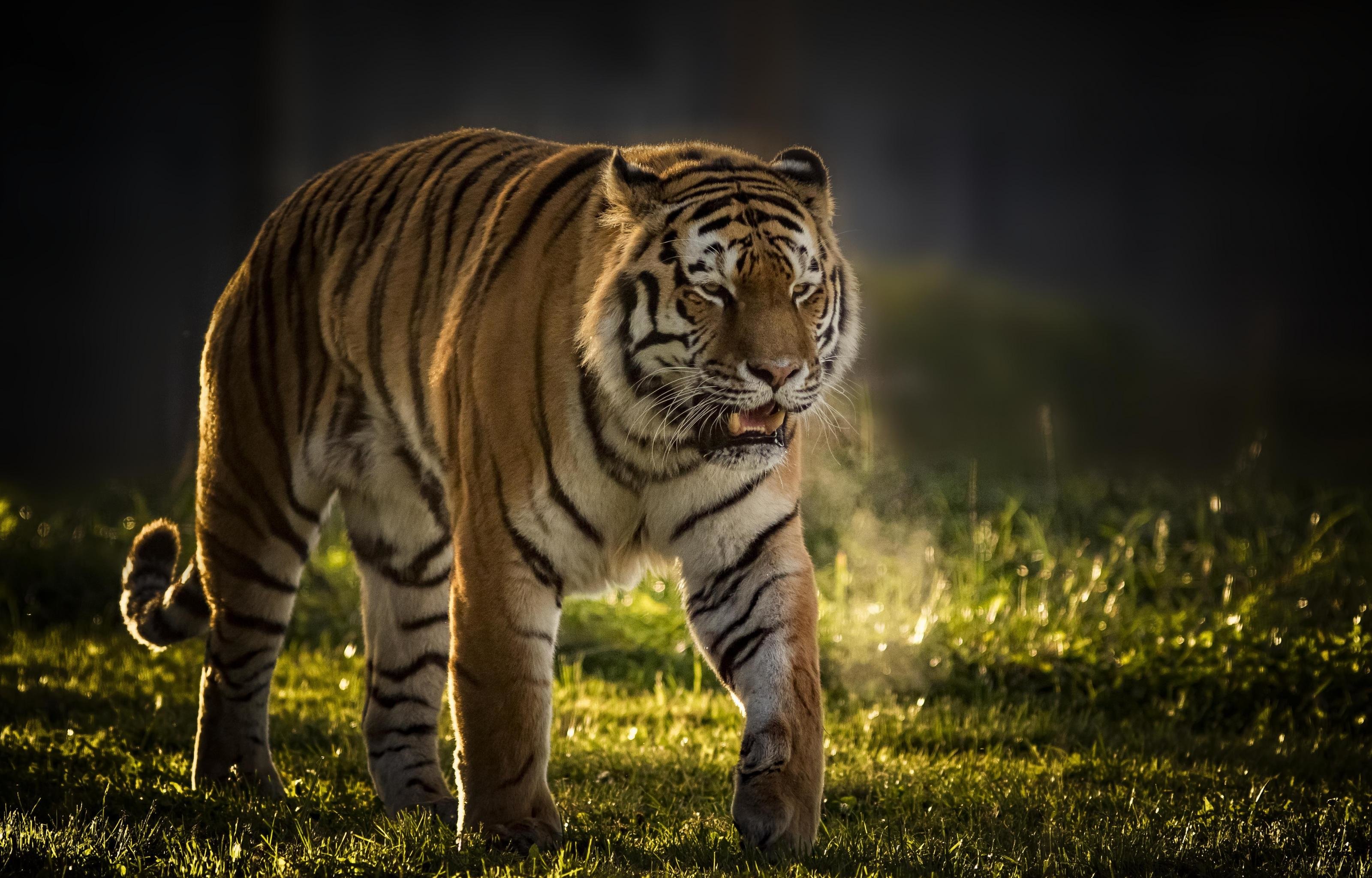 Free download Tiger background ID:115806 hd 3200x2048 for PC