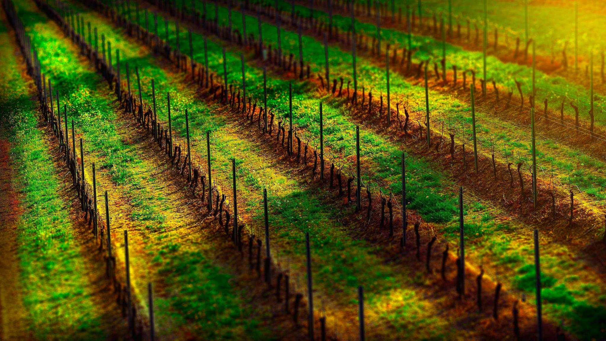 Free Vineyard high quality background ID:127180 for hd 2048x1152 computer