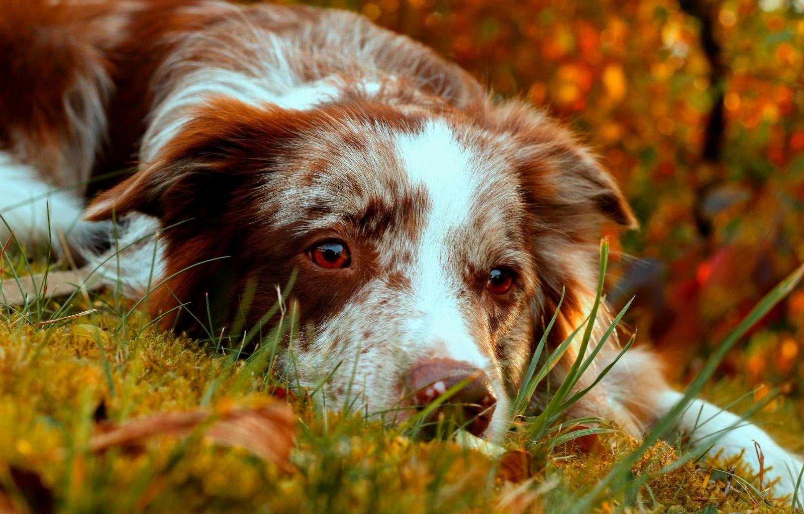 Best Border Collie wallpaper ID:165882 for High Resolution hd 1600x1024 computer