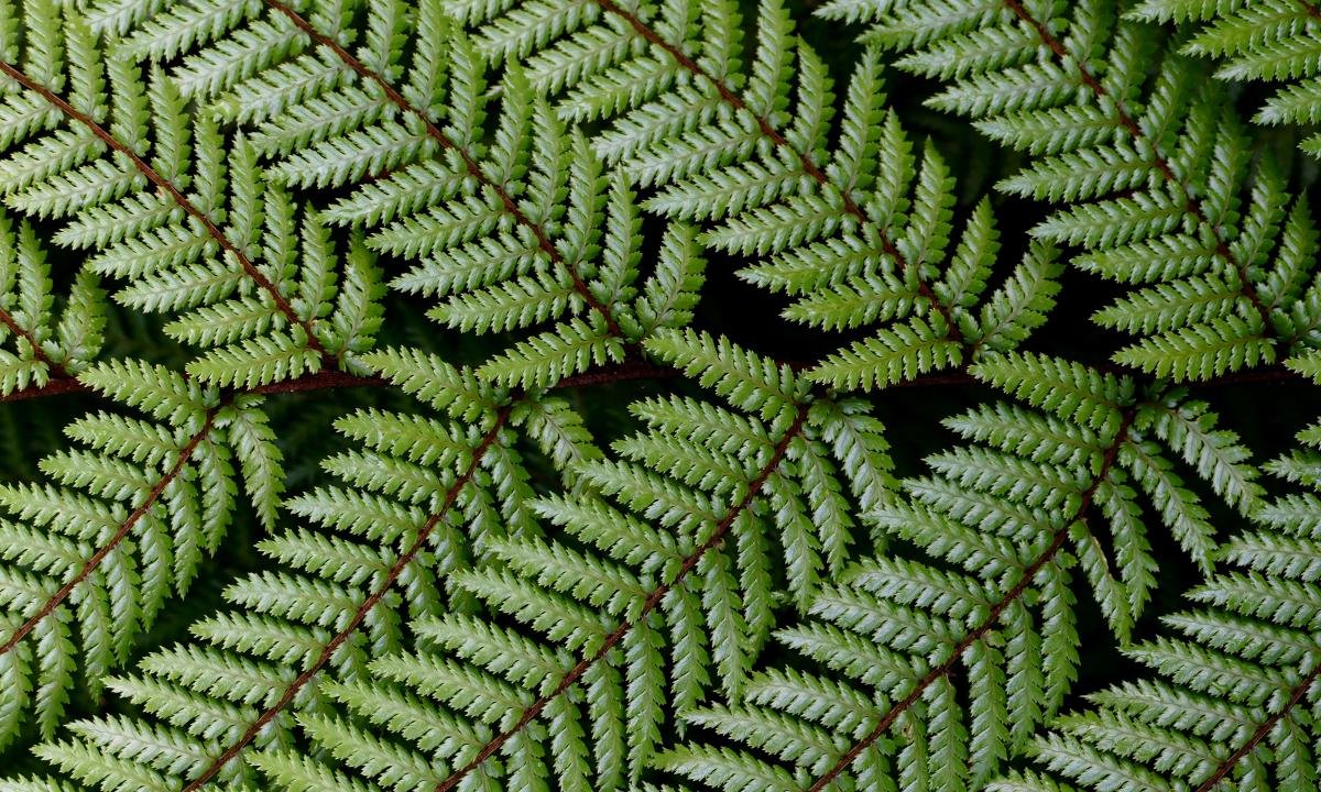 Awesome Fern free background ID:398824 for hd 1200x720 computer