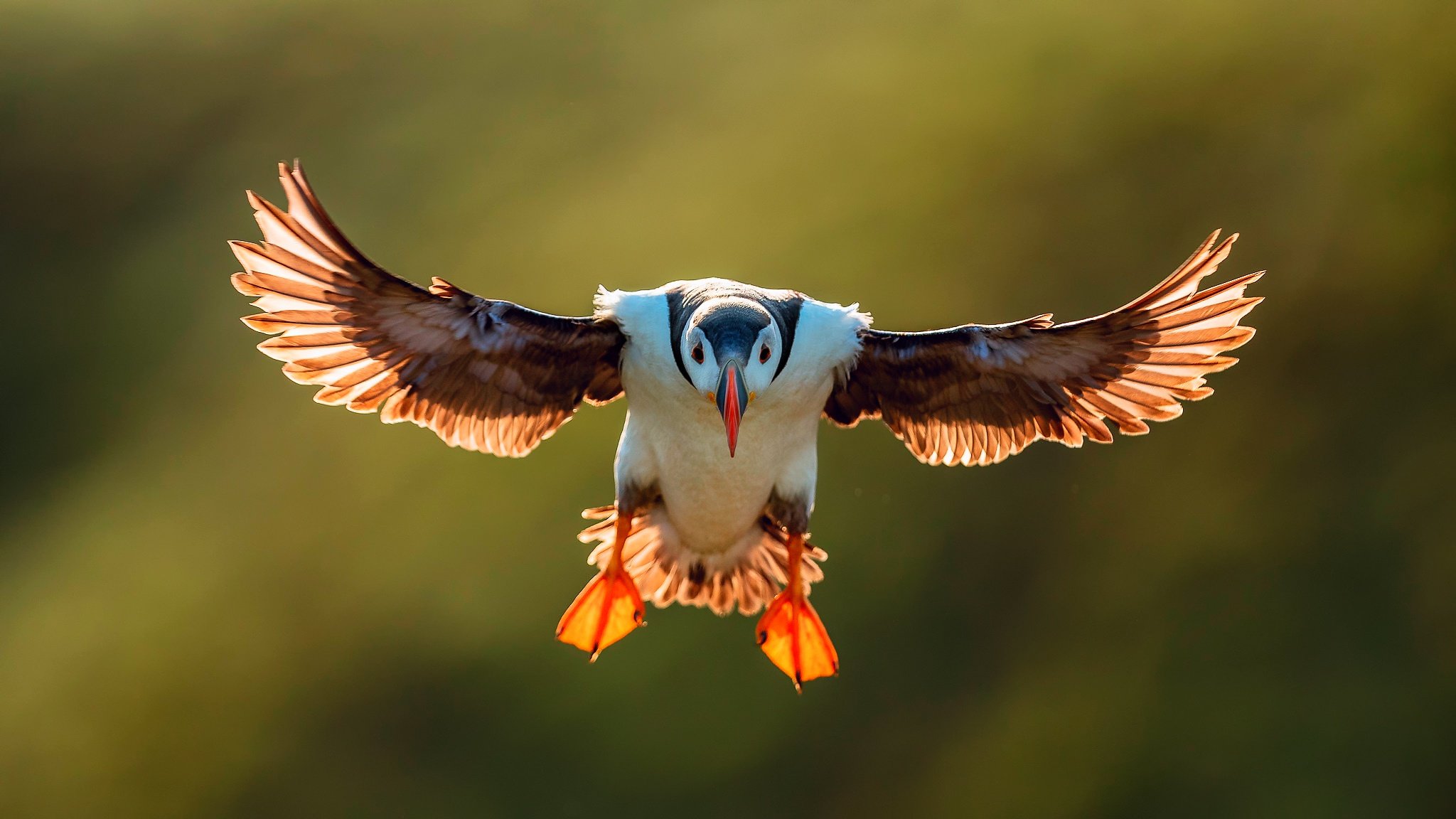 Awesome Puffin free wallpaper ID:193163 for hd 2048x1152 computer