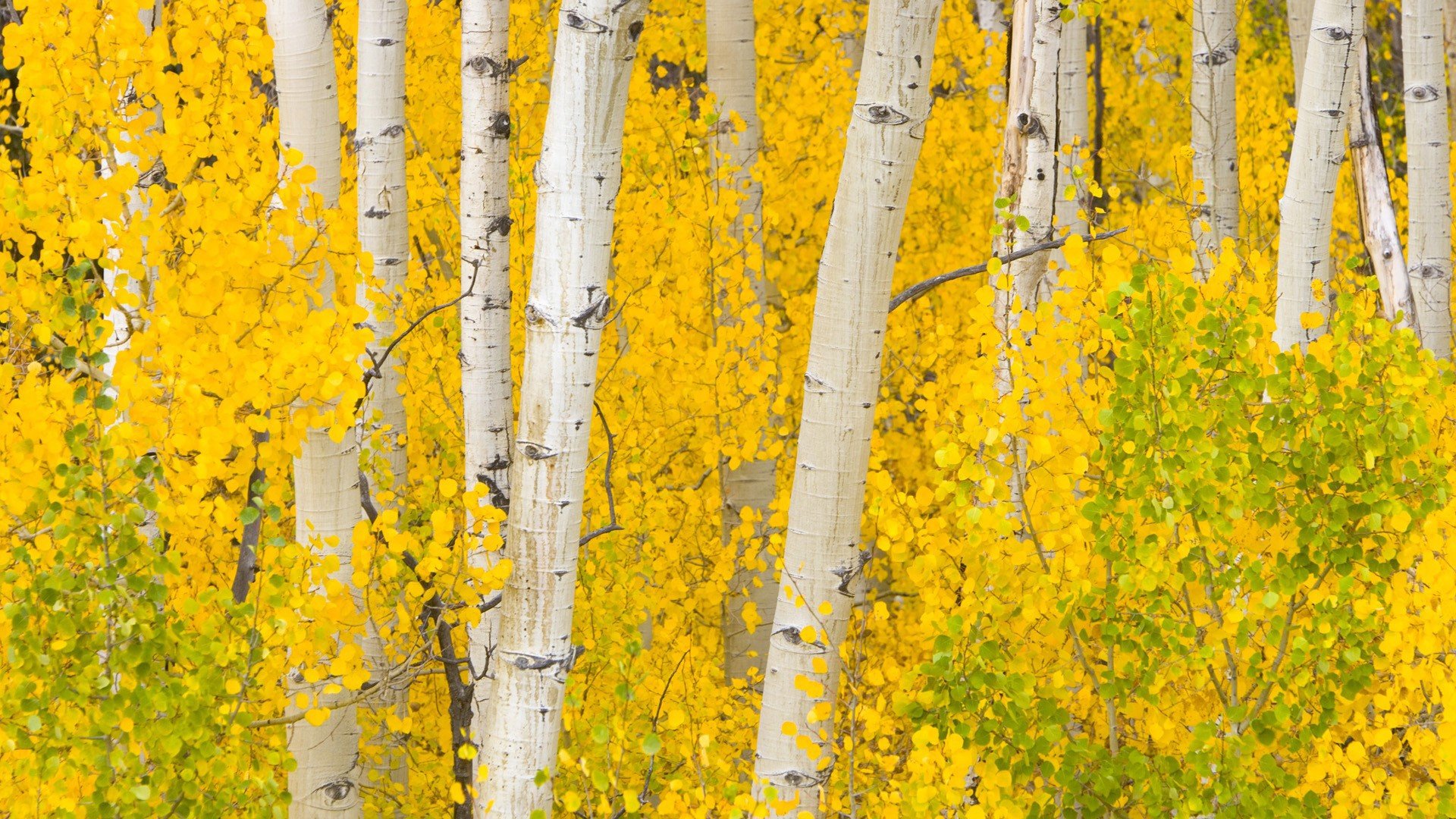 Awesome Birch free wallpaper ID:105005 for full hd 1080p PC