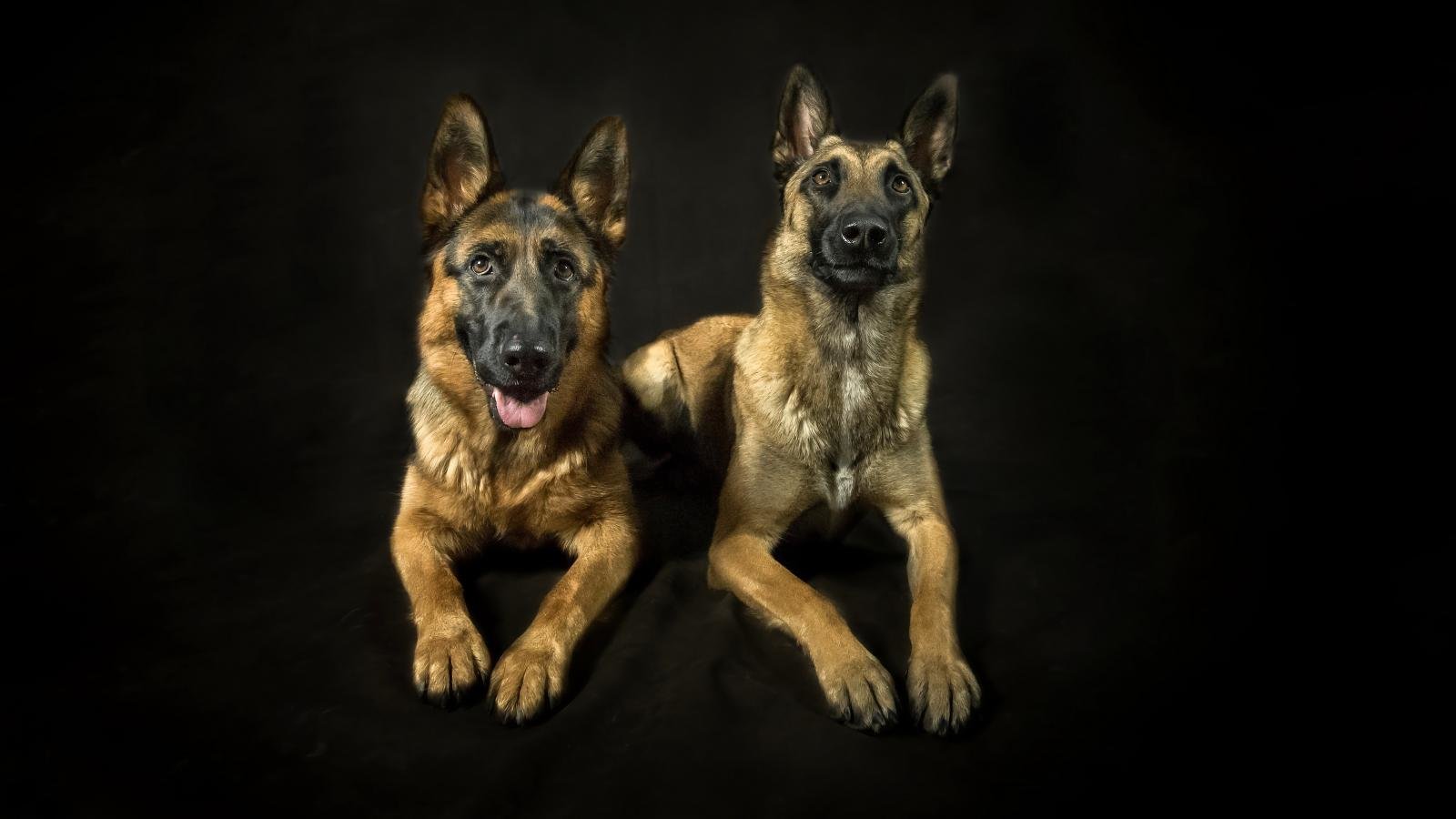 Awesome German Shepherd free background ID:111151 for hd 1600x900 PC
