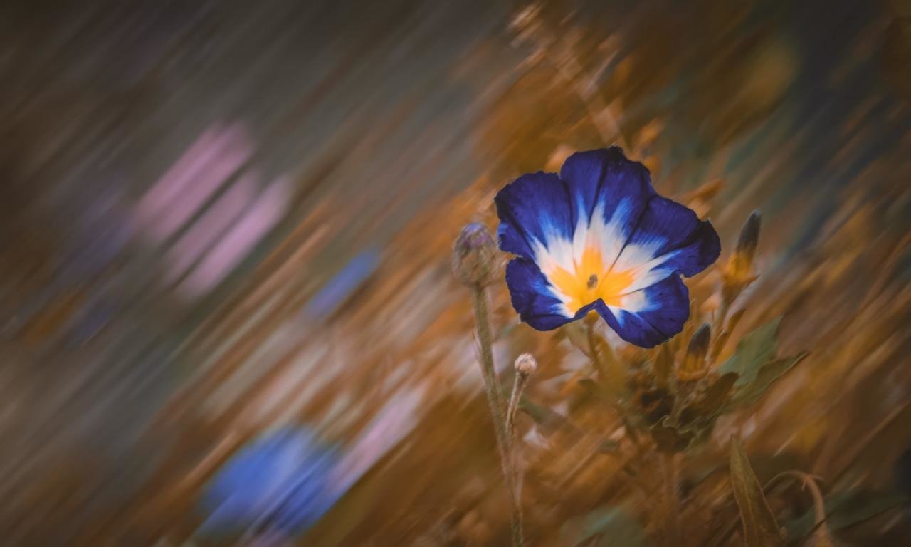 Free download Blue Flower background ID:289618 hd 1280x768 for computer