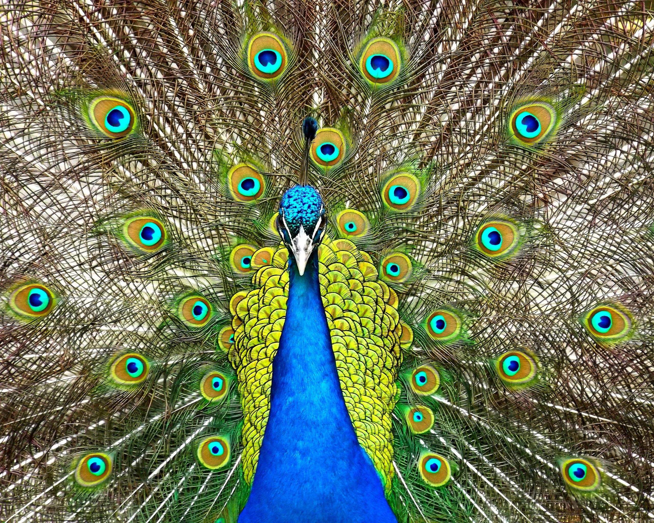 Best Peacock background ID:151838 for High Resolution hd 2560x2048 desktop