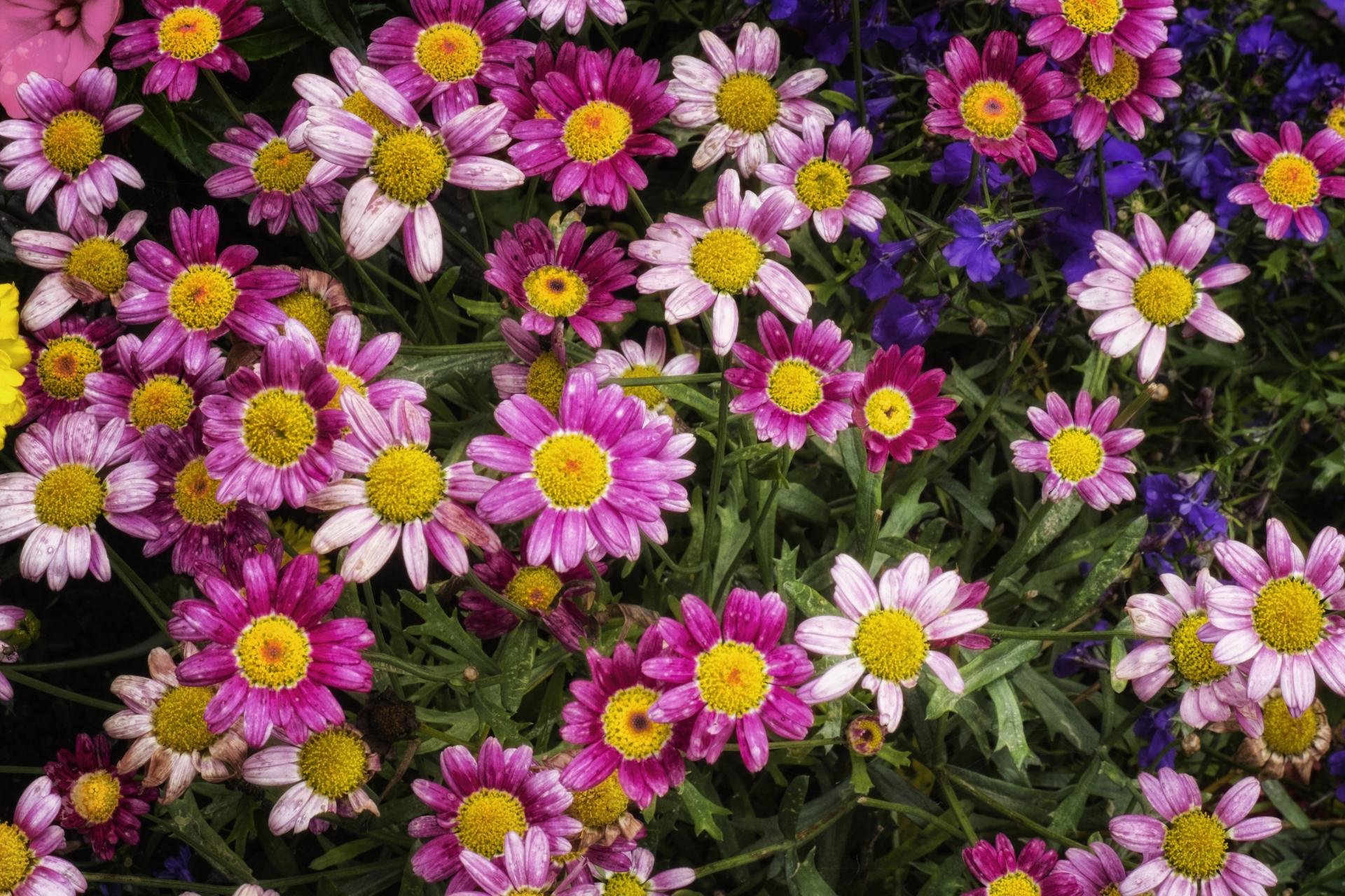 Chrysanthemum wallpapers HD for desktop backgrounds
