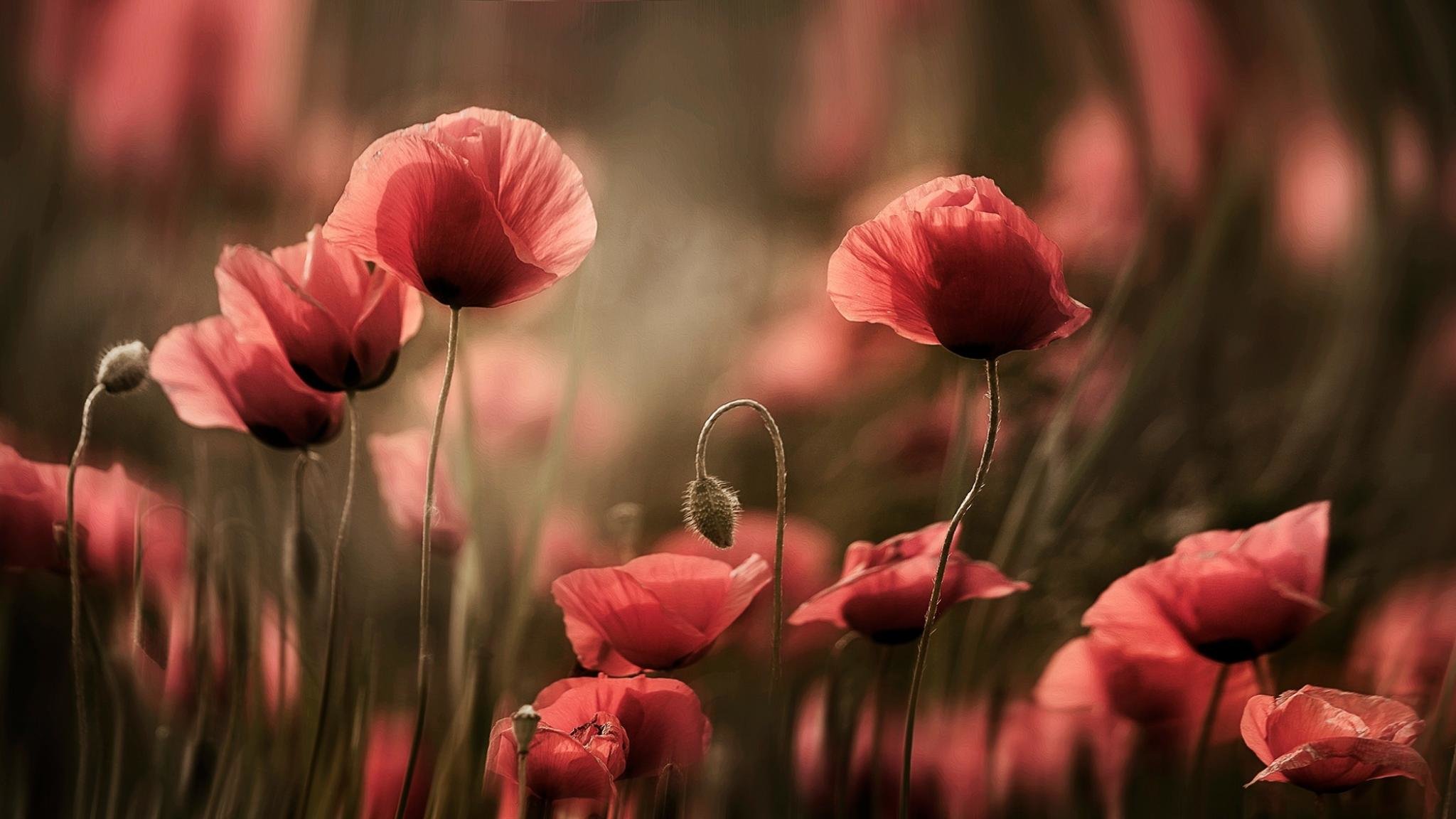 Download hd 2048x1152 Poppy PC wallpaper ID:99843 for free