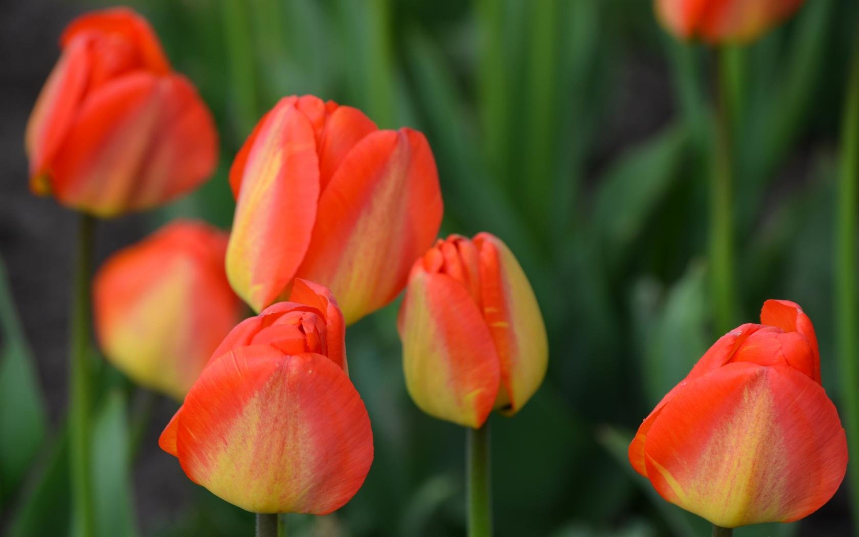 Free download Tulip background ID:157533 hd 1680x1050 for desktop