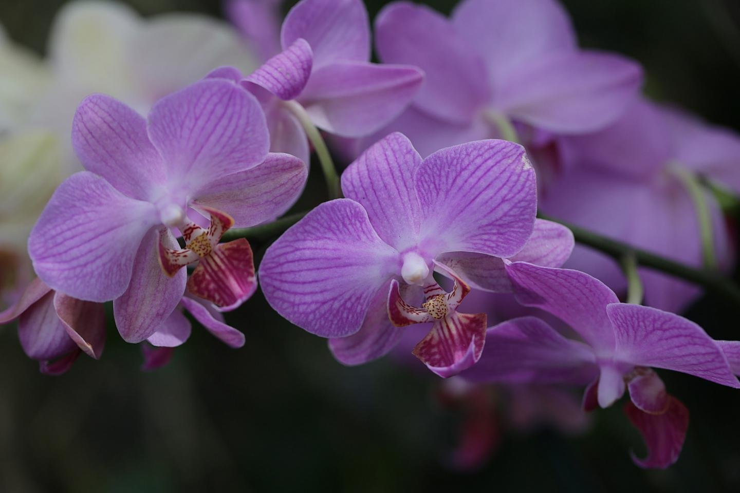 High resolution Orchid hd 1440x960 wallpaper ID:449473 for computer