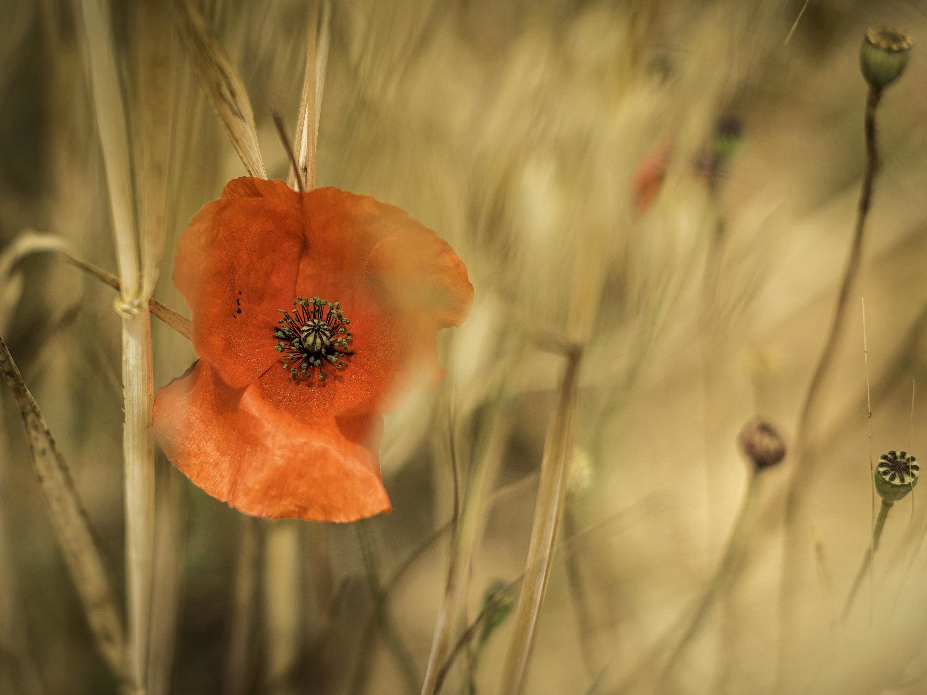 Awesome Poppy free background ID:99979 for hd 3200x2400 computer