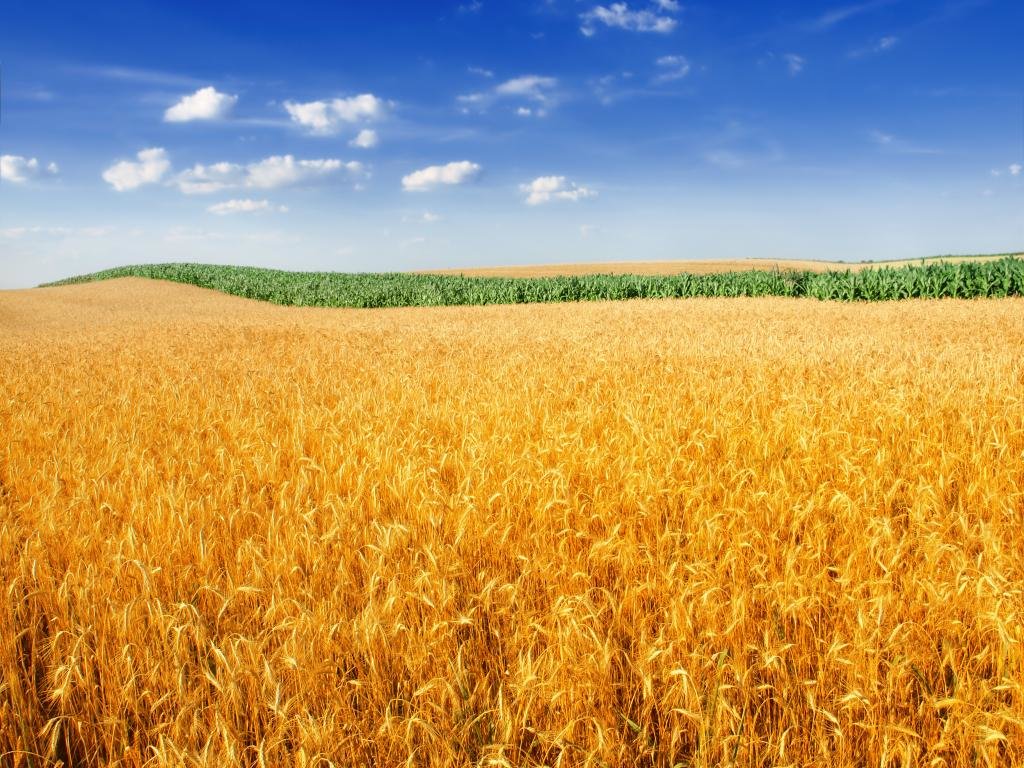 High resolution Wheat hd 1024x768 wallpaper ID:391941 for computer