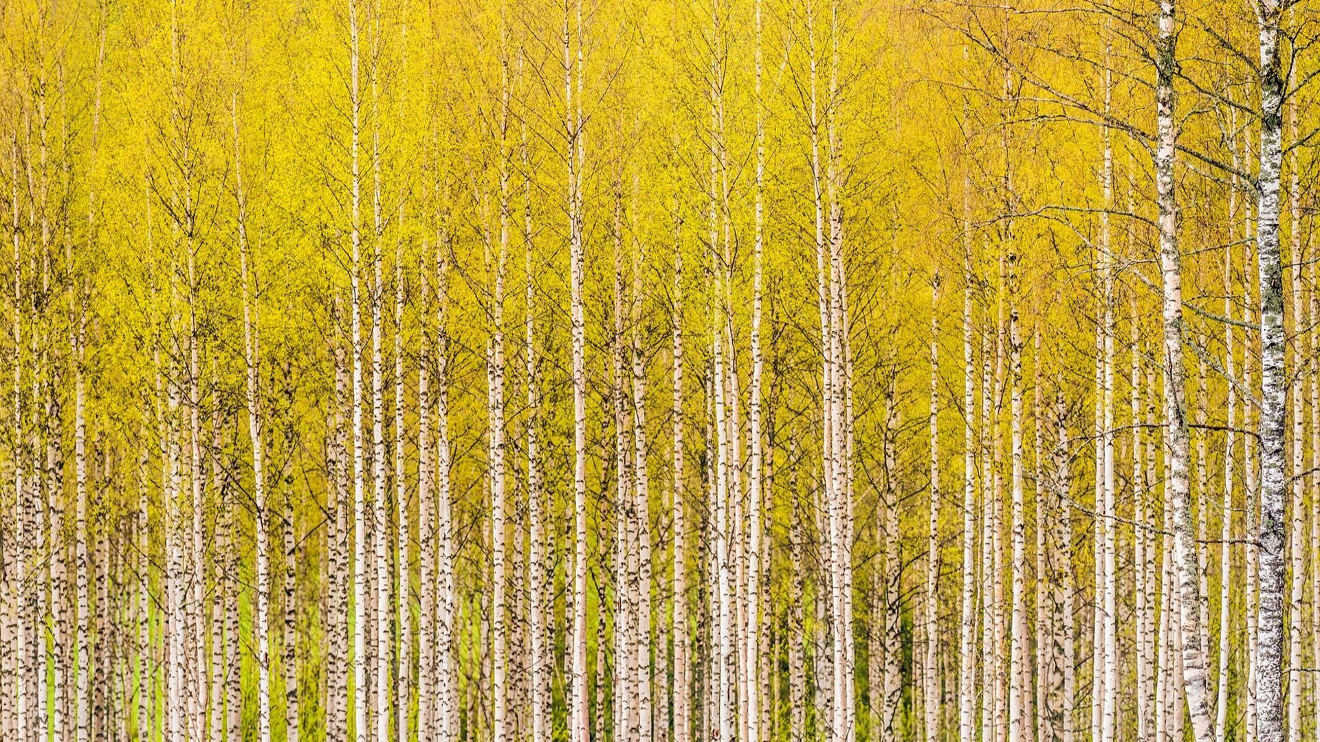 Free Birch high quality background ID:104989 for hd 1080p desktop