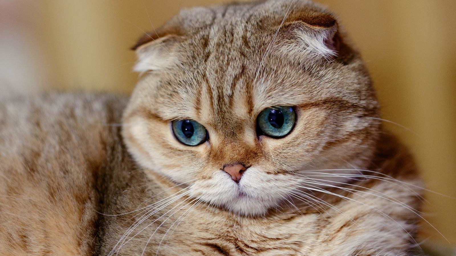 Free Cat high quality background ID:423962 for hd 1600x900 PC