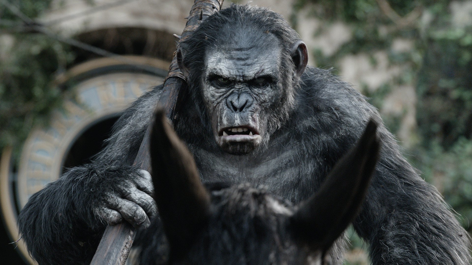 High resolution Dawn Of The Planet Of The Apes full hd 1920x1080 wallpaper ID:213713 for PC